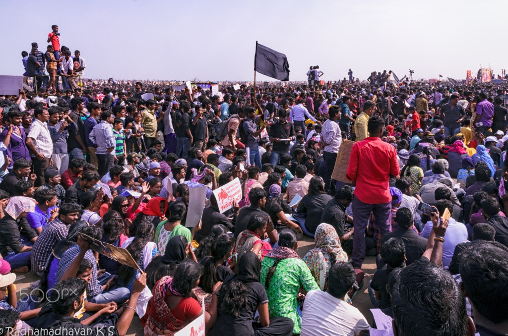 Sigma 17-70mm F2.8-4 DC Macro OS HSM | C sample photo. Protest against ban on jallikattu photography
