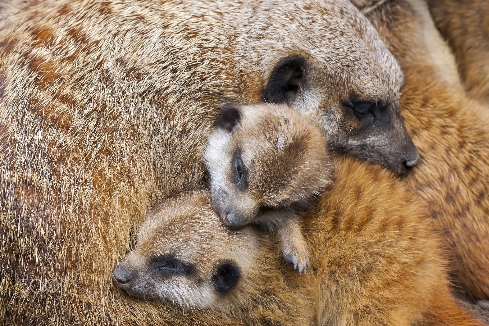 Canon EF 70-300mm F4-5.6 IS USM sample photo. Sleeping together photography