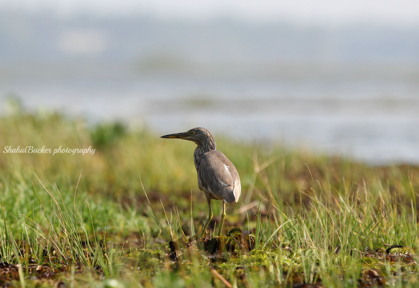 Canon EF 70-200mm F2.8L IS II USM sample photo. Hunting piecefully photography