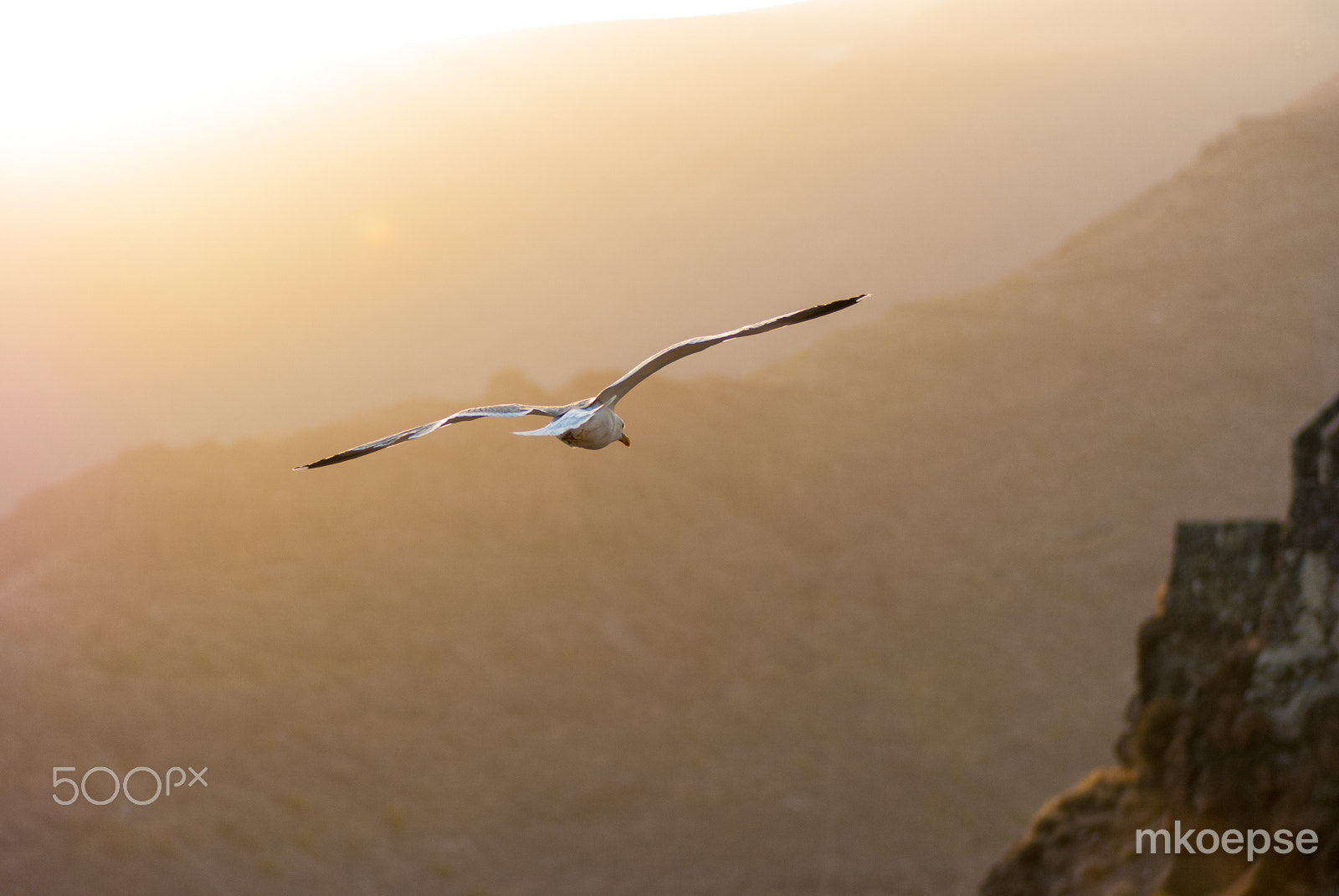 Nikon AF-S Micro-Nikkor 105mm F2.8G IF-ED VR sample photo. Gliding seagull photography