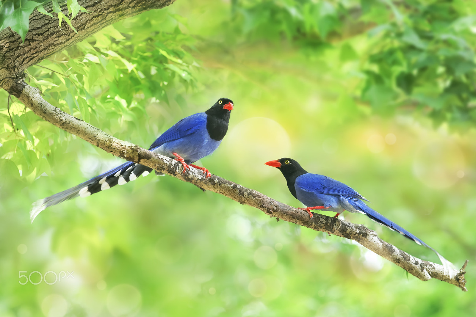 Canon EF 300mm F2.8L IS USM sample photo. Together forever photography