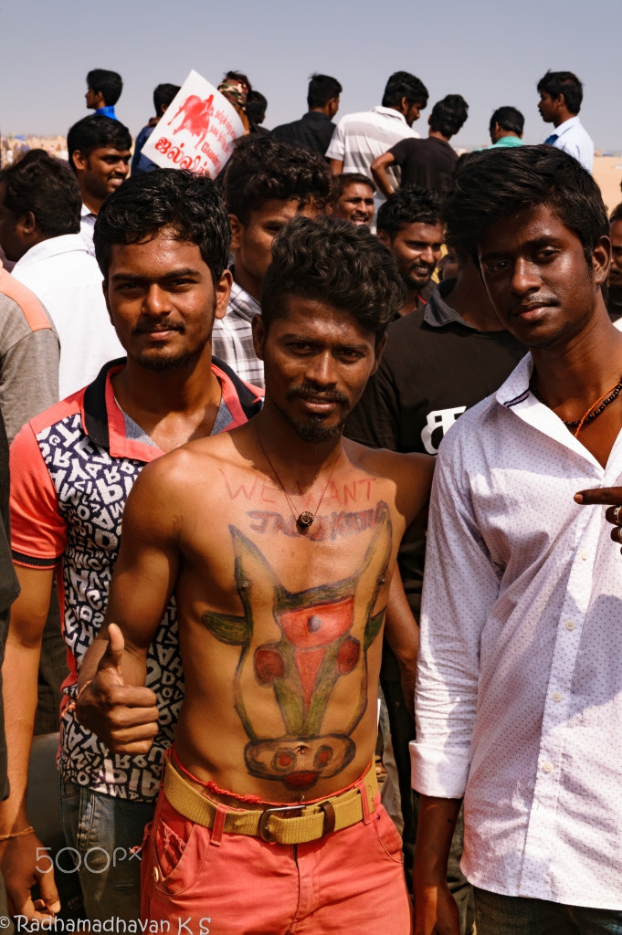 Sigma 17-70mm F2.8-4 DC Macro OS HSM | C sample photo. Protest on ban of jallikattu photography