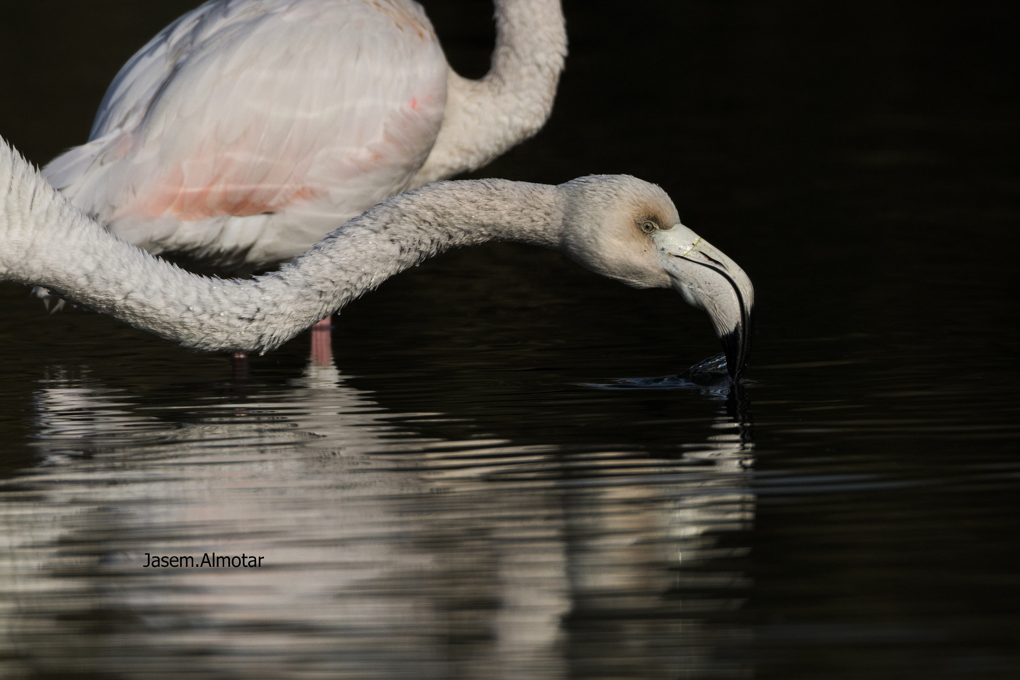 Canon EOS 70D + Canon EF 800mm F5.6L IS USM sample photo. Img photography