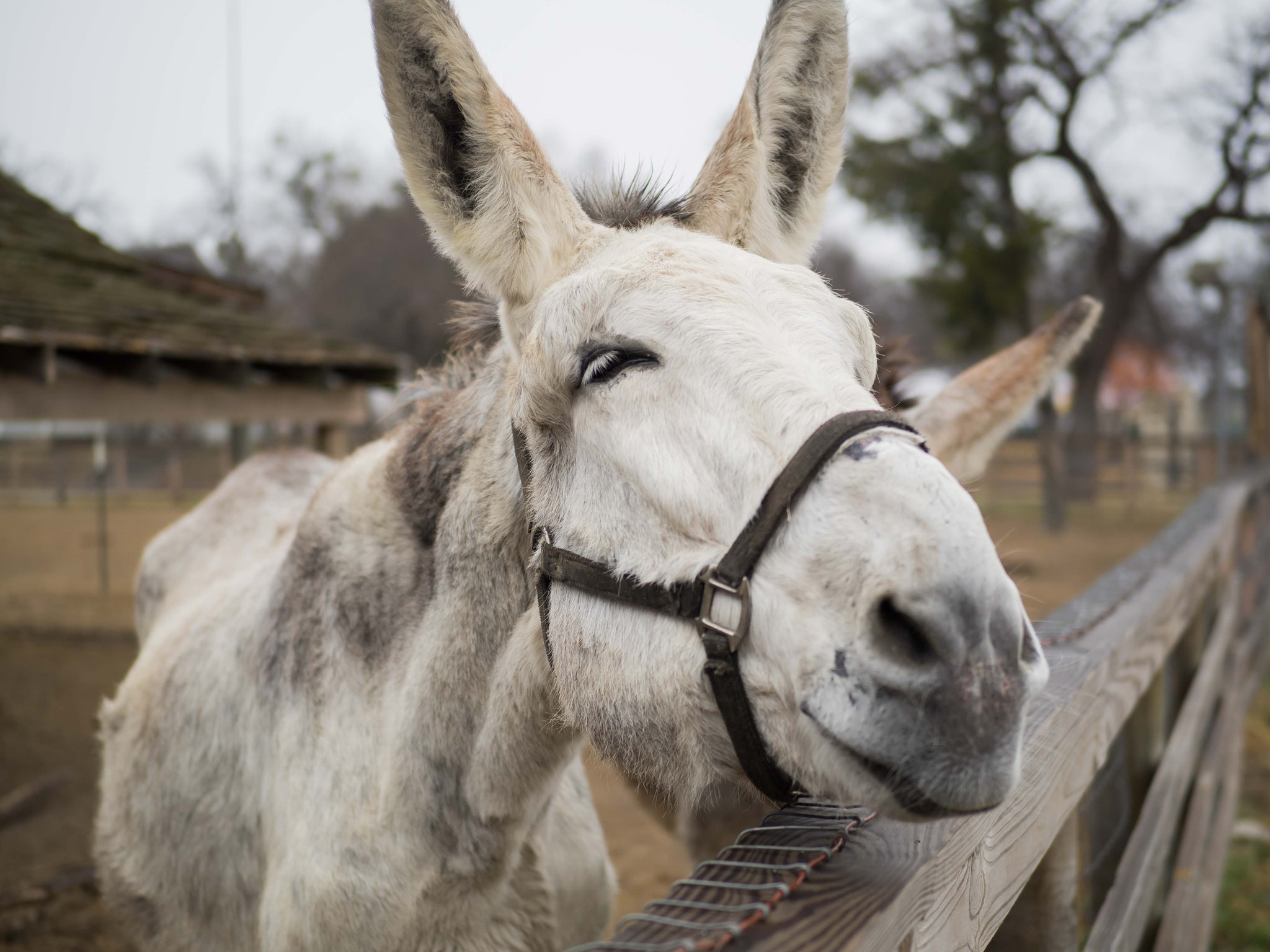 Olympus OM-D E-M1 sample photo. Donkey at dallas heritage village photography