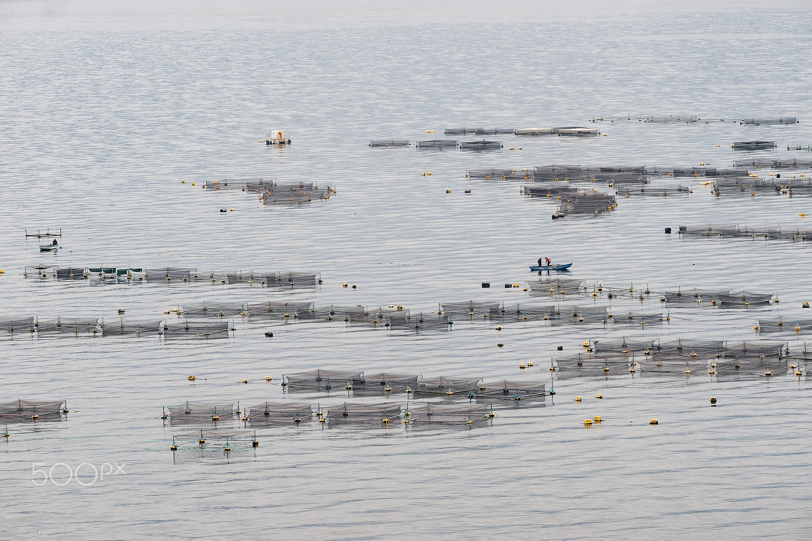 Nikon D4S sample photo. Trout farming... photography