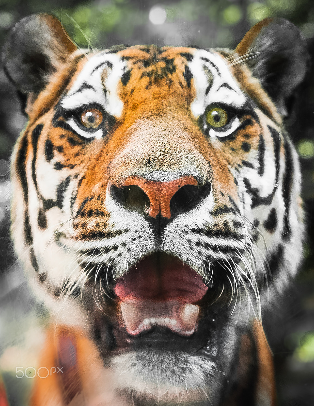 Nikon D700 + AF Micro-Nikkor 60mm f/2.8 sample photo. Close portrait of beautiful roaring tiger photography