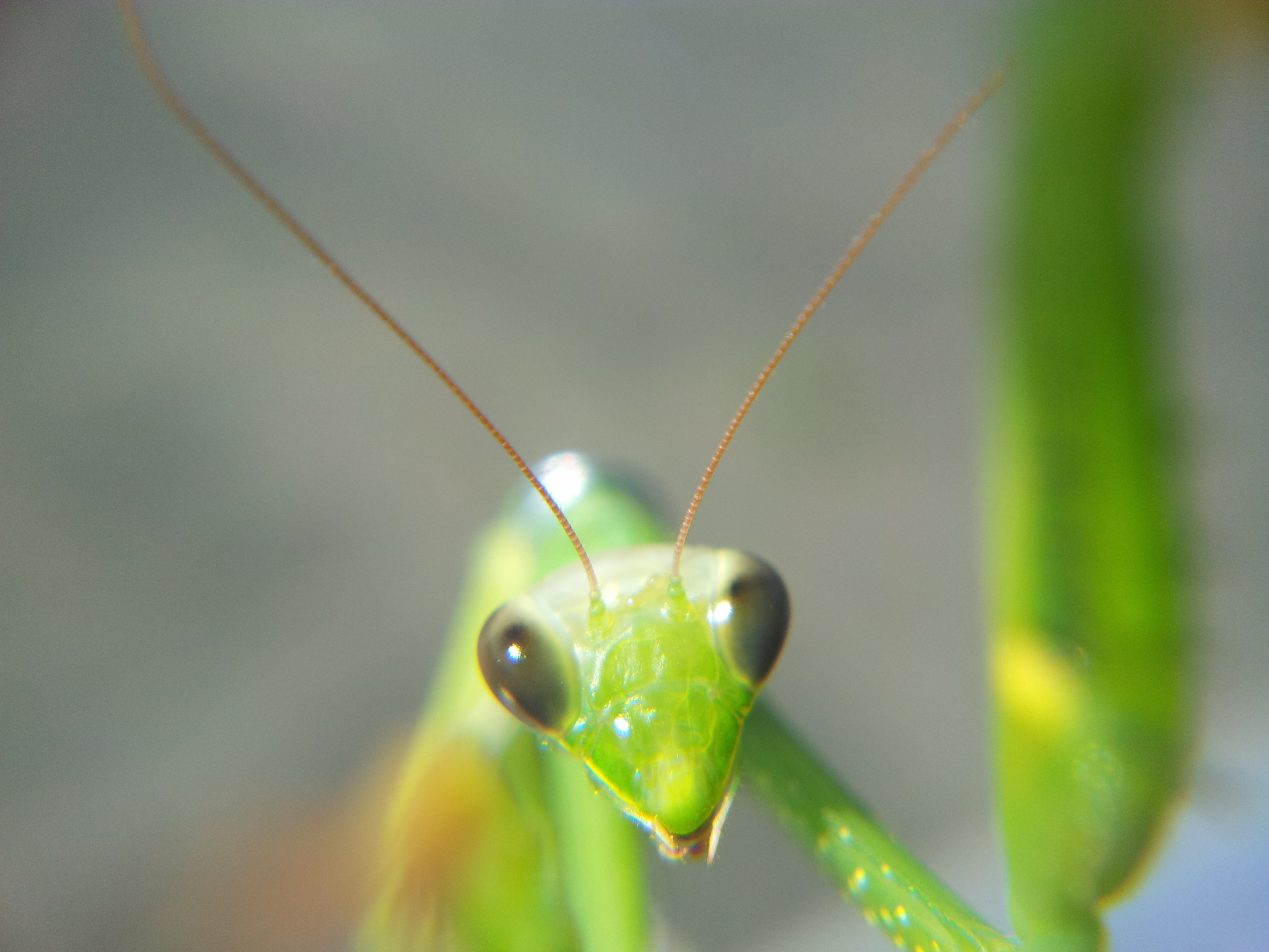 Samsung Galaxy Note sample photo. Praying mantis photography