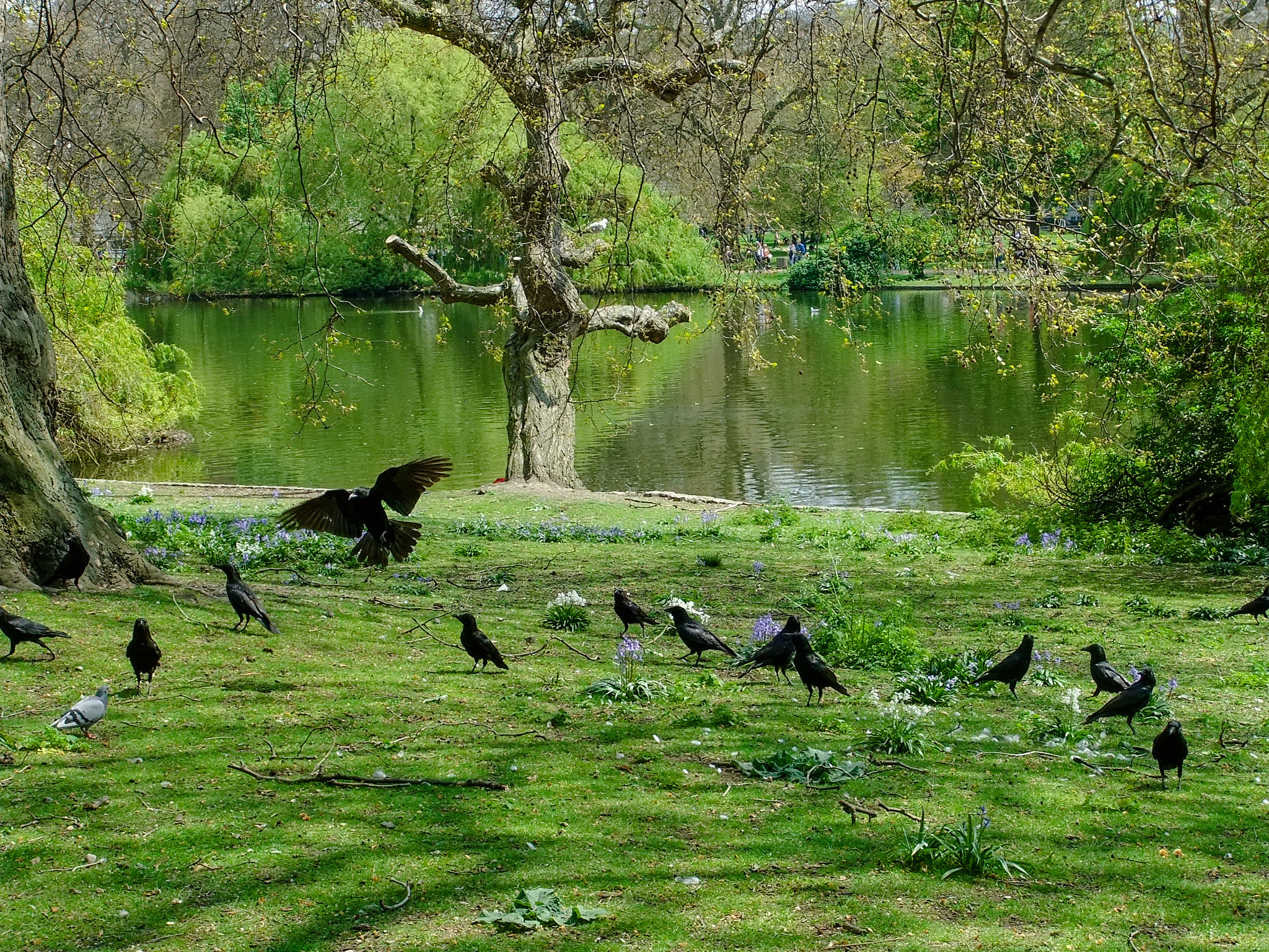 Fujifilm FinePix F72EXR sample photo. A gathering of crows photography