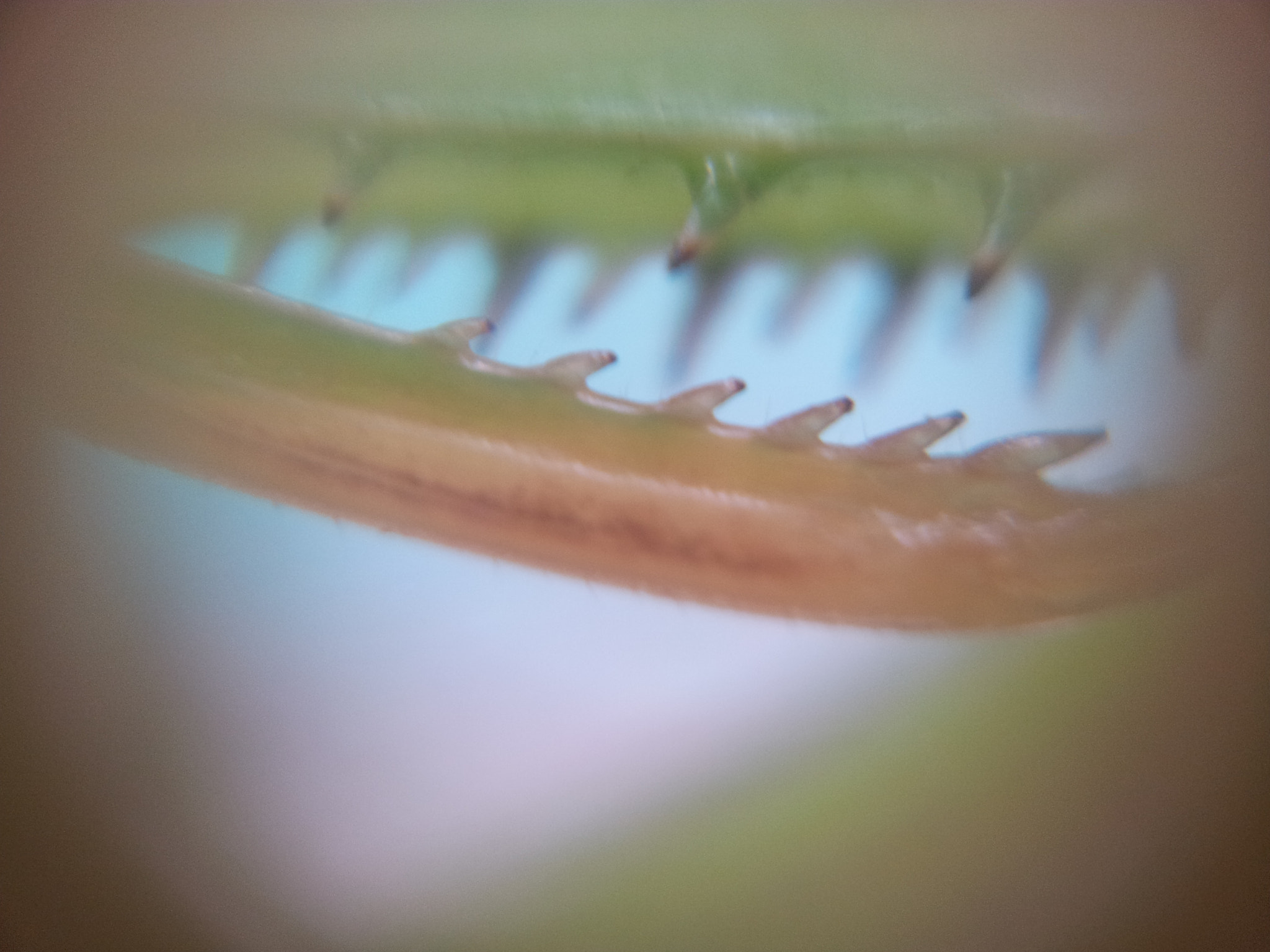 Samsung Galaxy Note sample photo. Praying mantis legs  photography