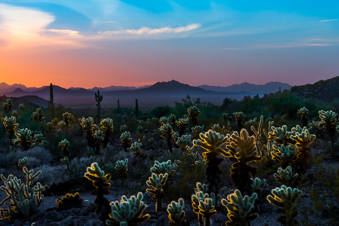 Sony a7R II sample photo. Lighting up the cactus photography