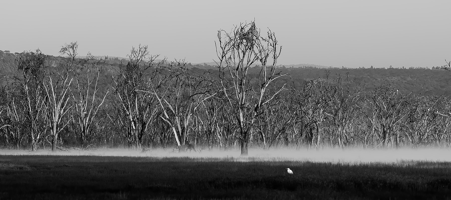 Canon EF 200-400mm F4L IS USM Extender 1.4x sample photo. Tree grave yard photography
