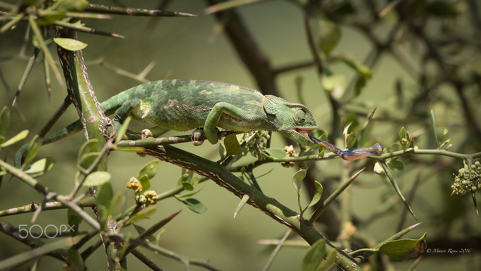 Nikon D4S sample photo. "long tongue" chameleon hunting. photography
