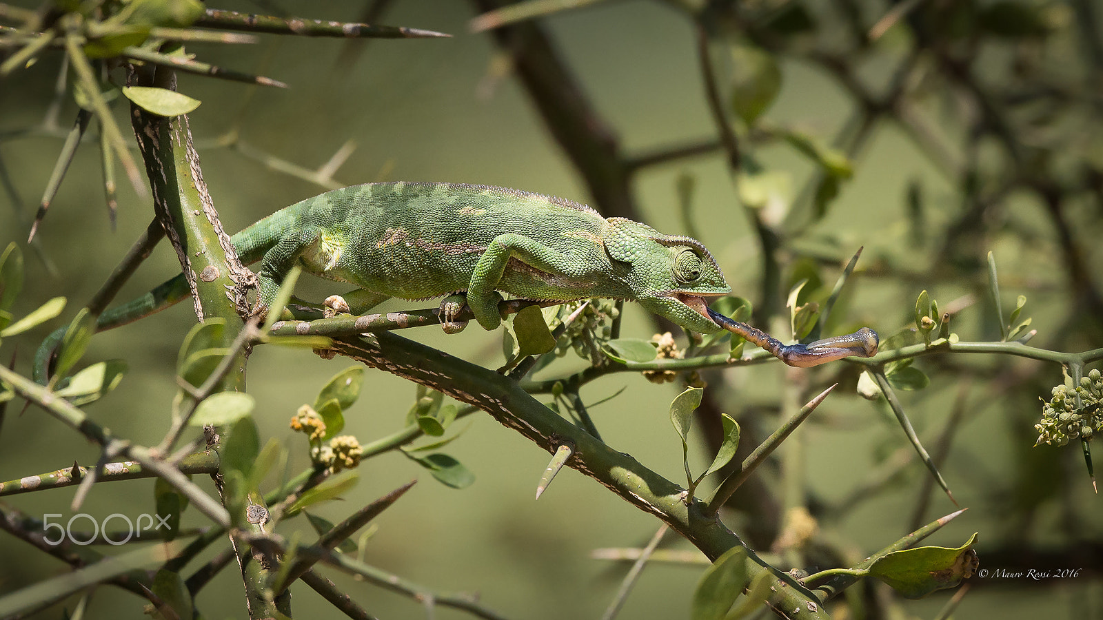 Nikon D4S + Nikon AF-S Nikkor 500mm F4E FL ED VR sample photo. "long tongue" chameleon hunting. photography