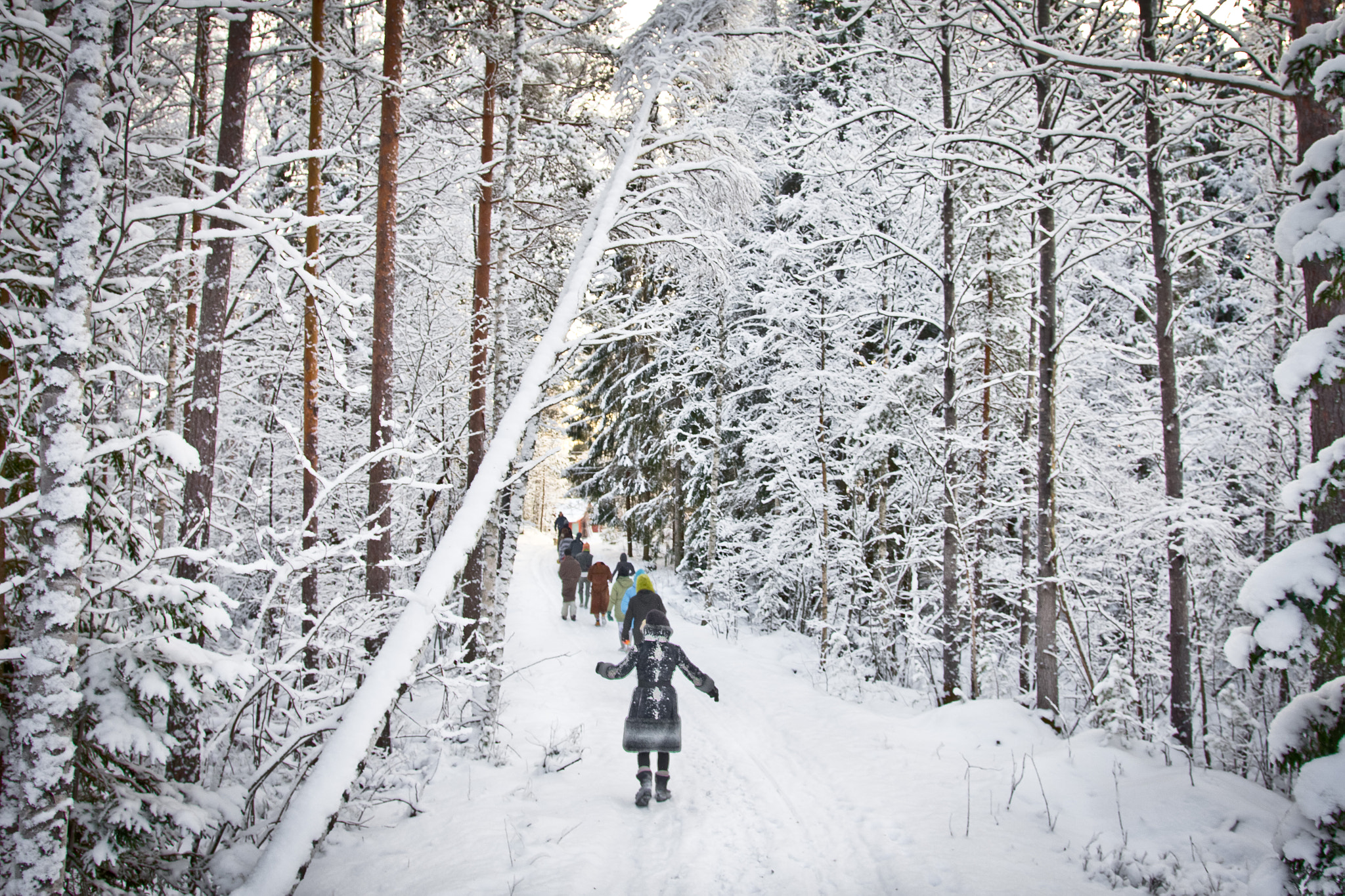 Canon EOS 60D + Sigma 18-35mm f/1.8 DC HSM sample photo. Winter forest walk photography