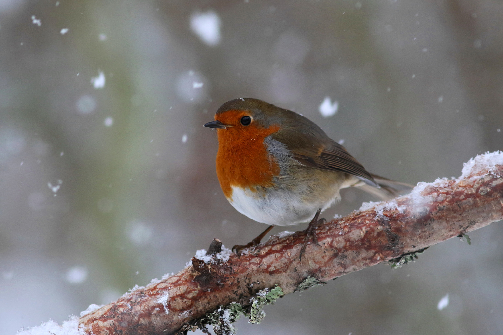 Canon EF 300mm F4L IS USM sample photo. Feeling the chill photography