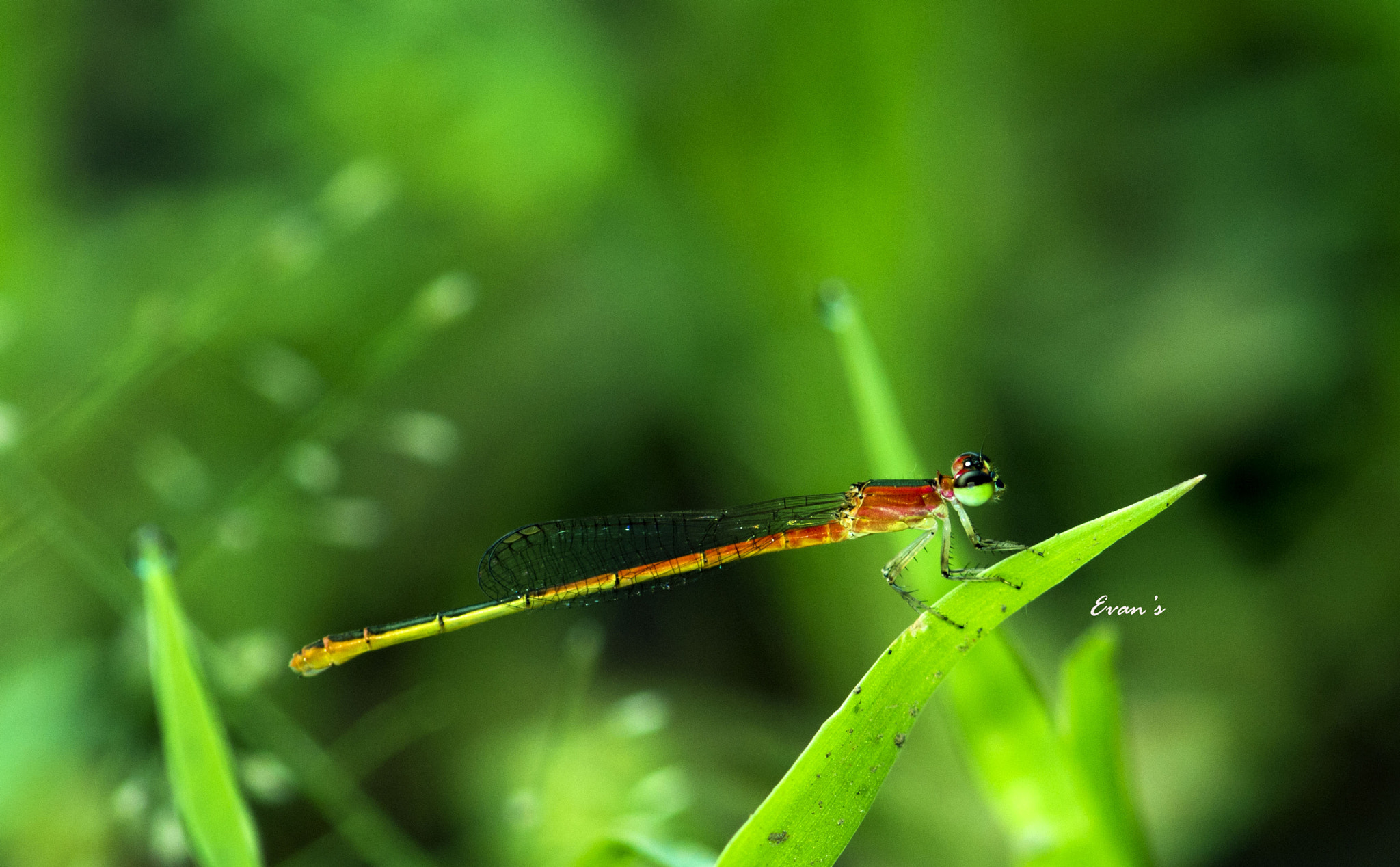 Nikon AF-S Micro-Nikkor 105mm F2.8G IF-ED VR sample photo. The little fly photography