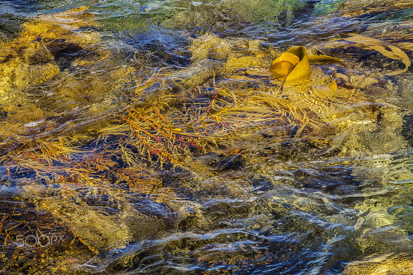 Olympus OM-D E-M5 sample photo. Seaweed swirl #2 photography