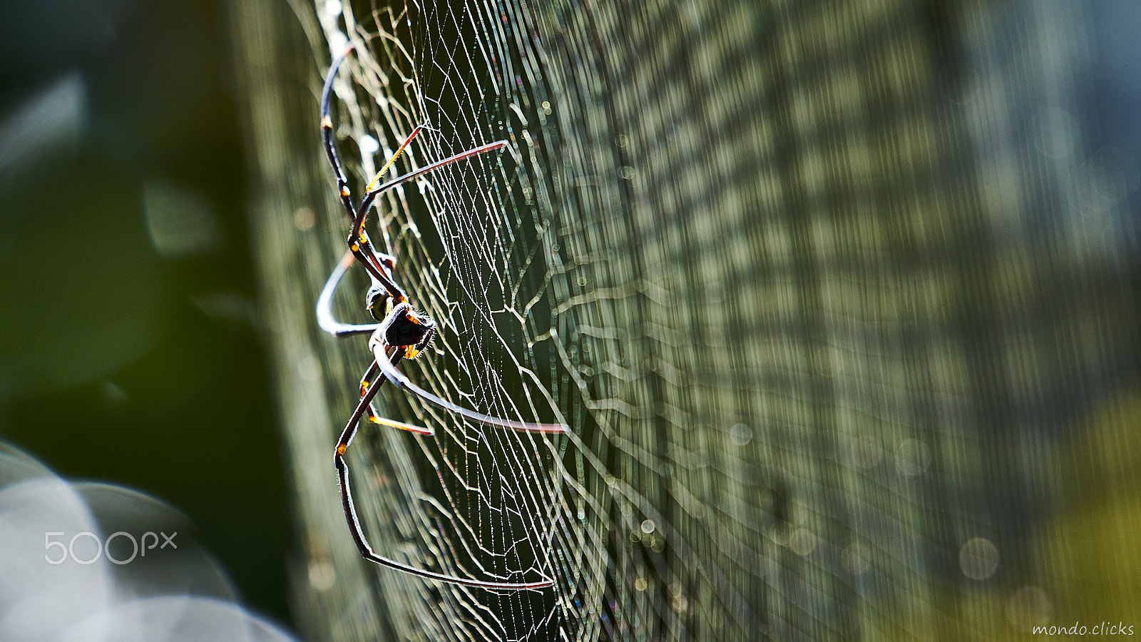 Nikon AF-S Nikkor 200-500mm F5.6E ED VR sample photo. Spider and his orbit photography