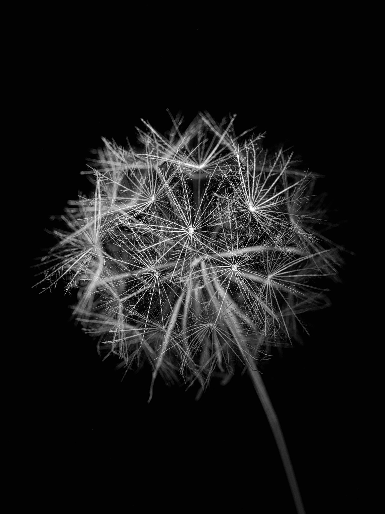 Olympus M.Zuiko Digital ED 60mm F2.8 Macro sample photo. Seed head of a small dandelion relative photography