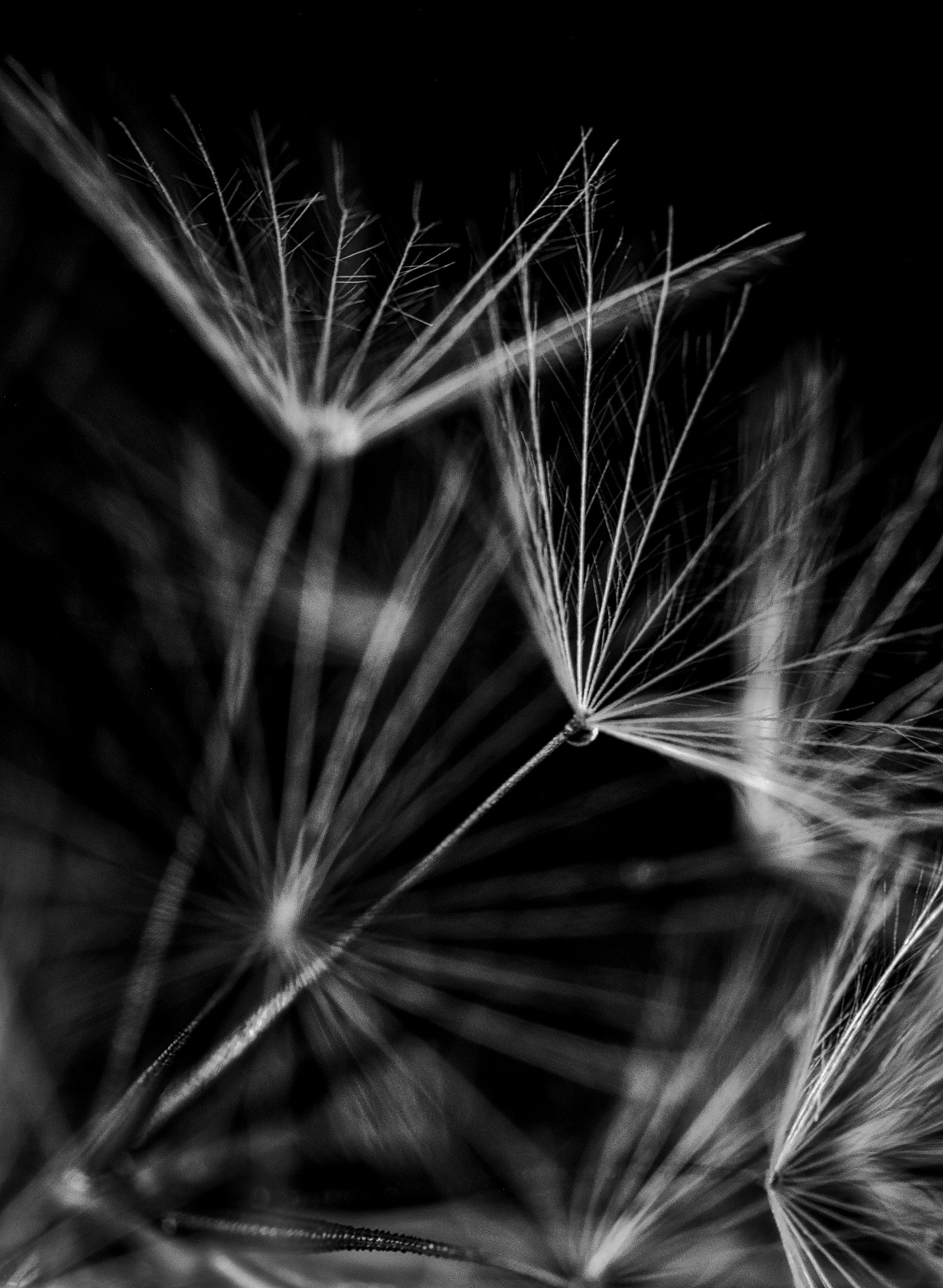 Olympus OM-D E-M10 sample photo. Seeds of a small dandelion relative photography