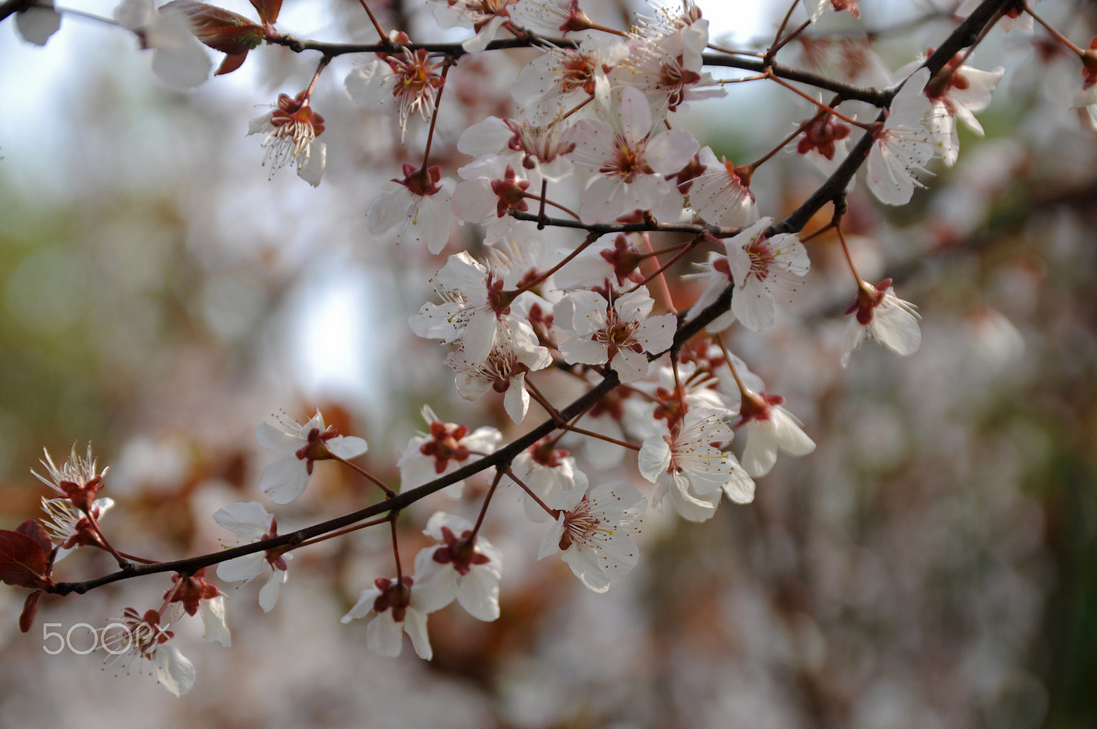 Nikon D90 sample photo. Cherry blossoms photography