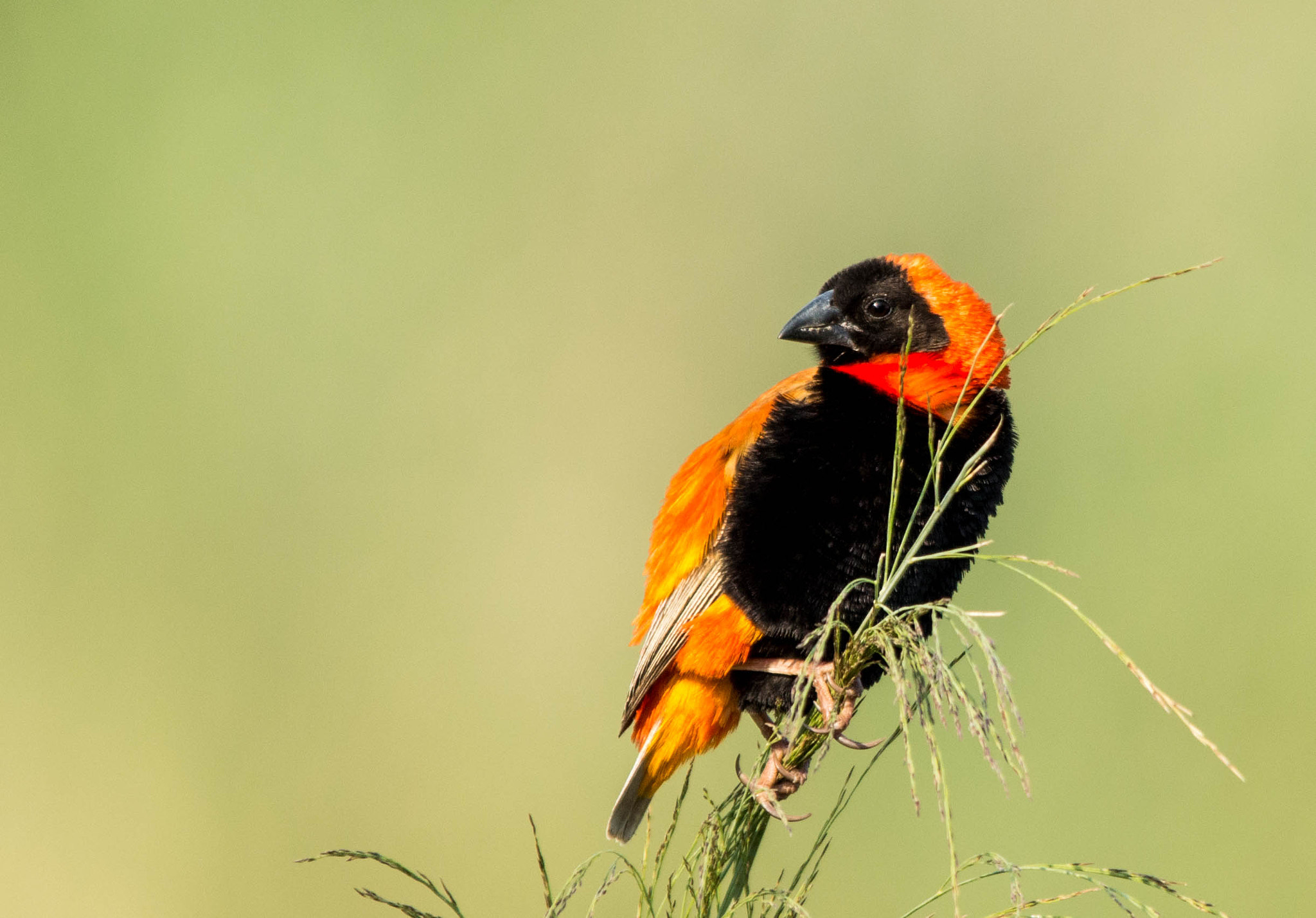 Sigma 150-500mm F5-6.3 DG OS HSM sample photo. Red bishop photography