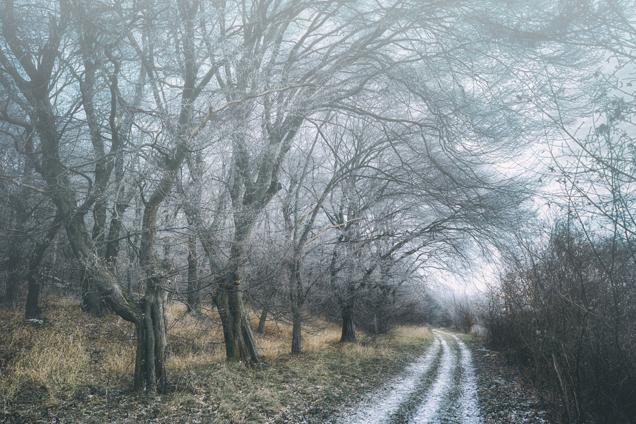 Sony a7R + Sony FE 28mm F2 sample photo. Trees photography