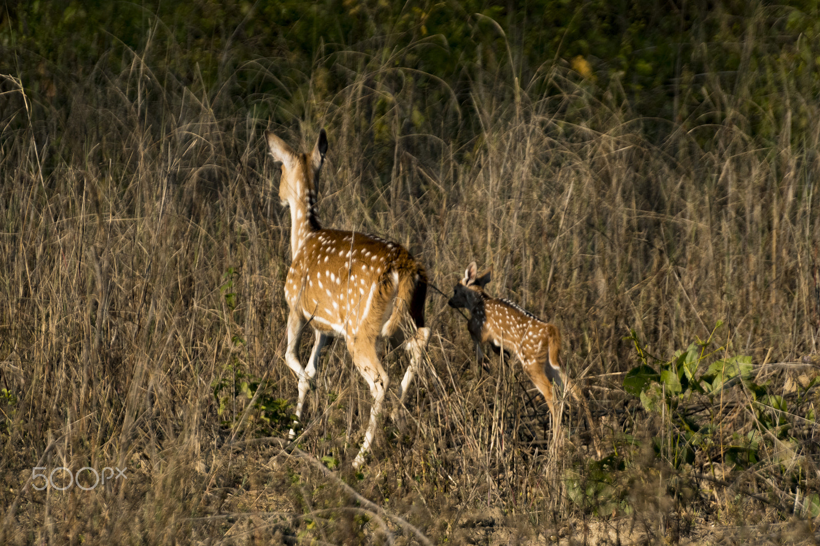 Nikon D500 sample photo. Spotted deer photography