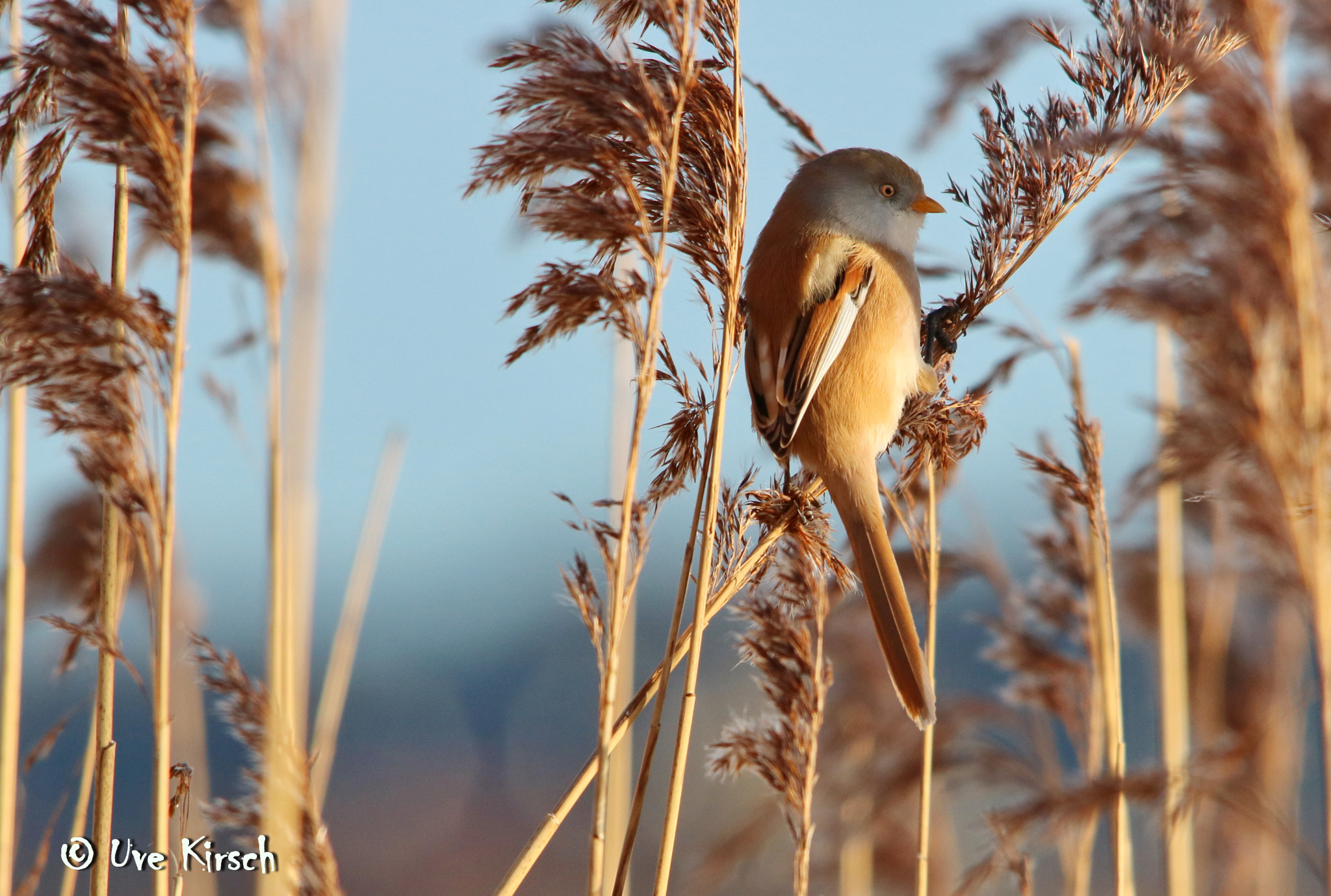 Canon EOS 760D (EOS Rebel T6s / EOS 8000D) sample photo. Bearded reedling (panurus biarmicus female) photography