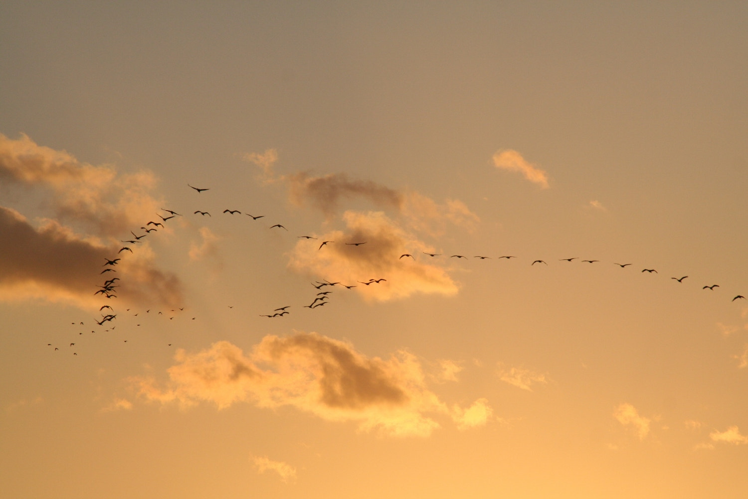 Canon EOS 350D (EOS Digital Rebel XT / EOS Kiss Digital N) sample photo. Cranes,morning glow - izumi photography