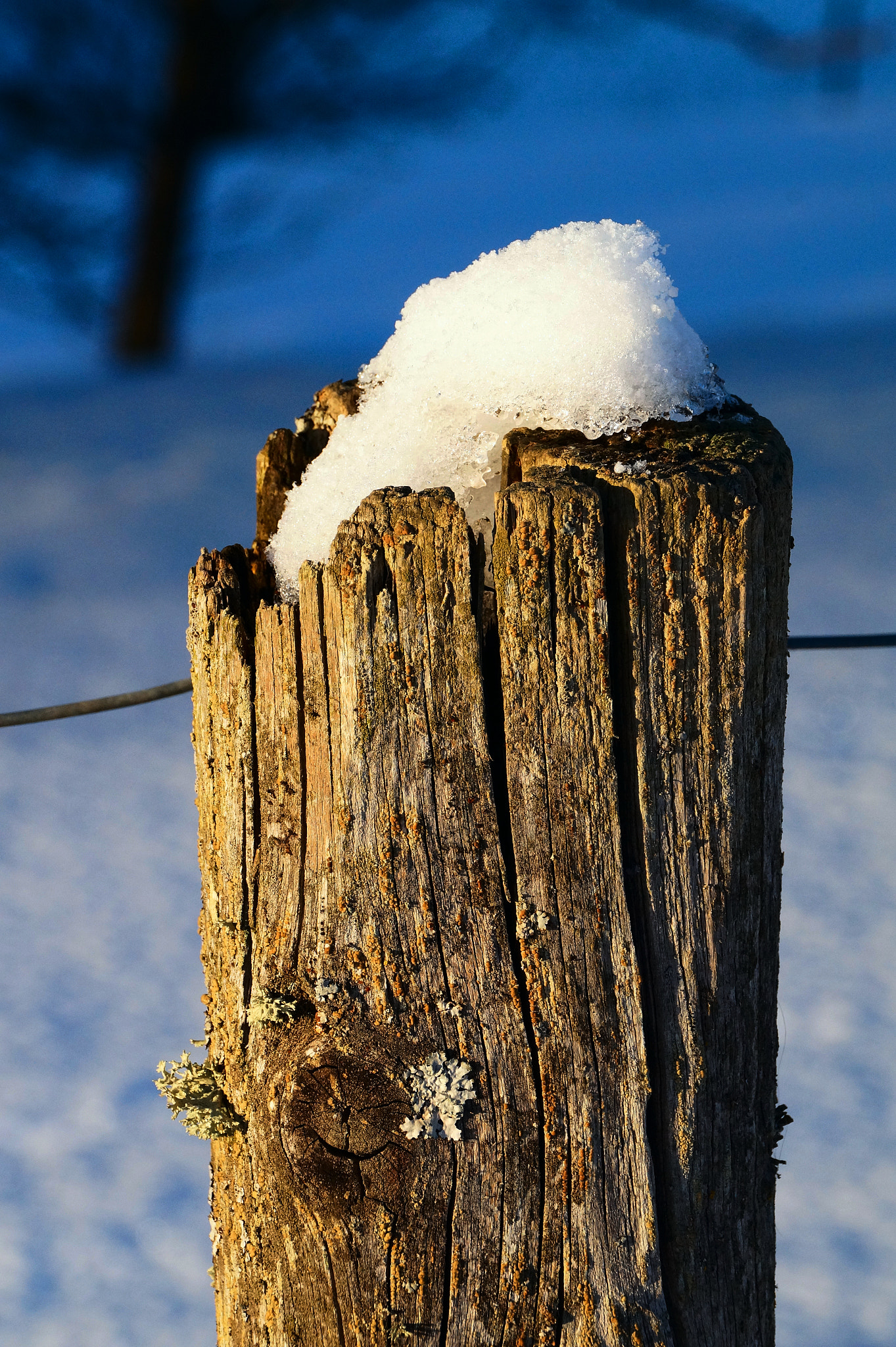 Sony DT 18-200mm F3.5-6.3 sample photo. One, fence photography