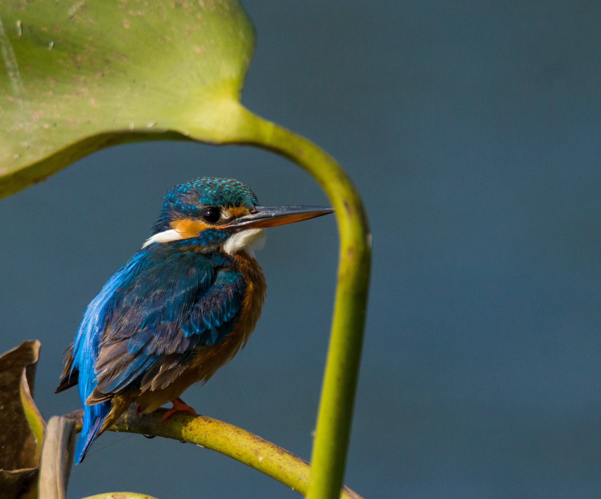 Tamron SP 150-600mm F5-6.3 Di VC USD sample photo. Common kingfisher photography