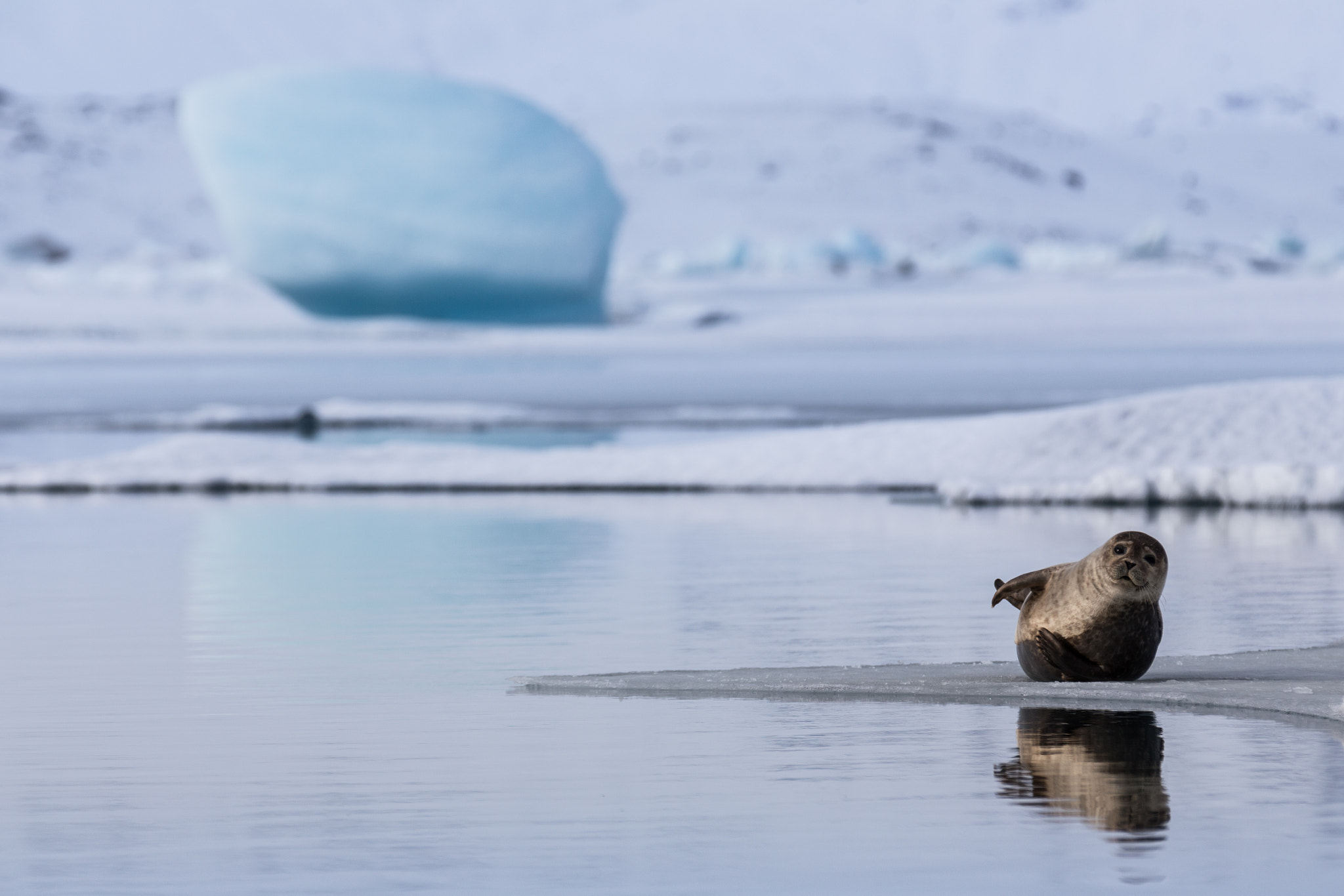 Canon EF 70-200mm F2.8L IS II USM sample photo. Seals in arctic landscape during winter time photography