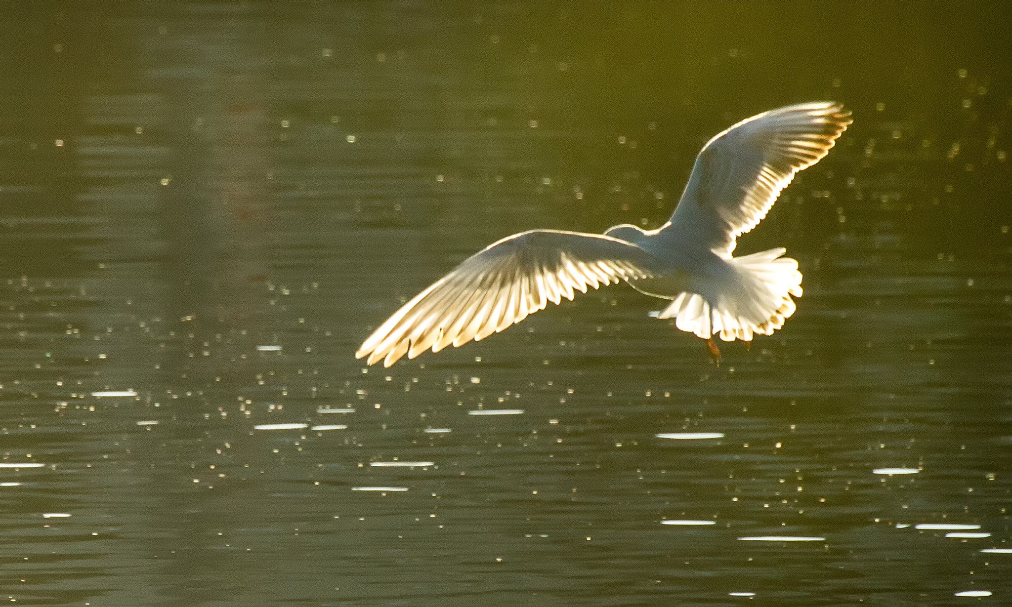 Canon EOS 1200D (EOS Rebel T5 / EOS Kiss X70 / EOS Hi) sample photo. Backlit seagull photography