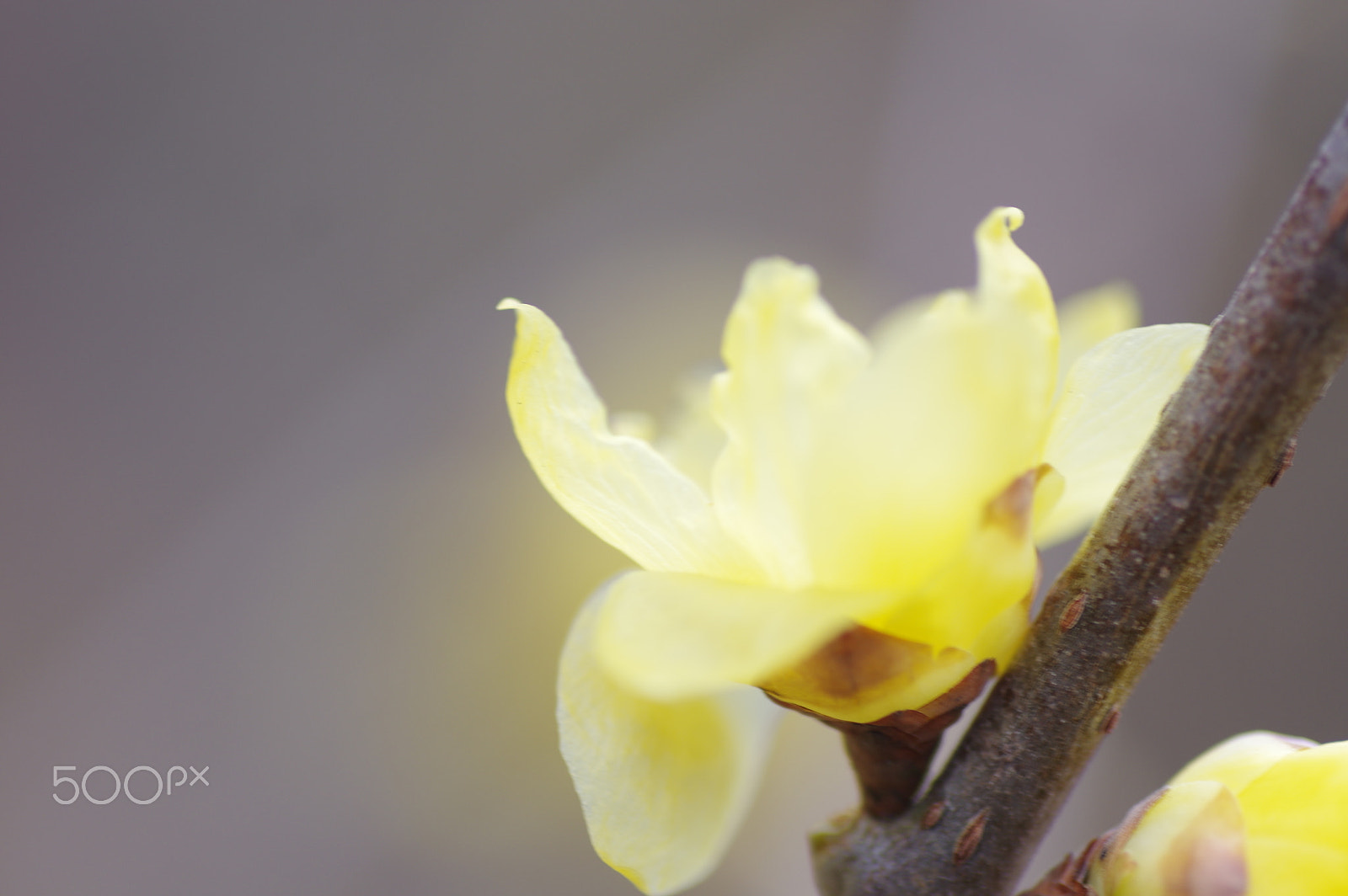 Tamron SP AF 90mm F2.8 Di Macro sample photo. Wax plum photography