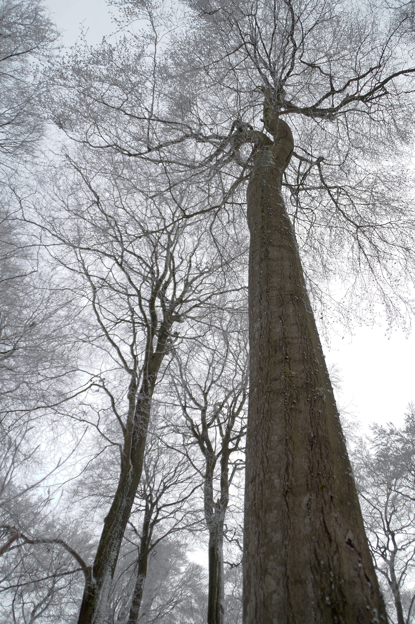 Sony DT 18-200mm F3.5-6.3 sample photo. Sleeping trees photography
