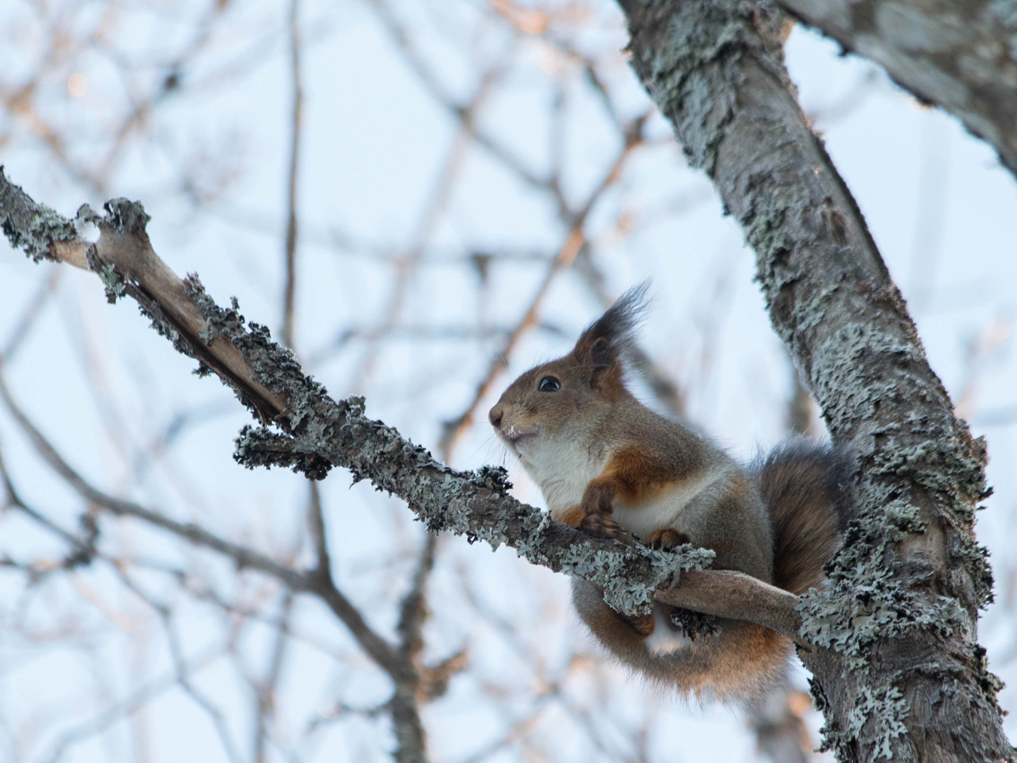 Canon EF 70-300mm F4-5.6 IS USM sample photo