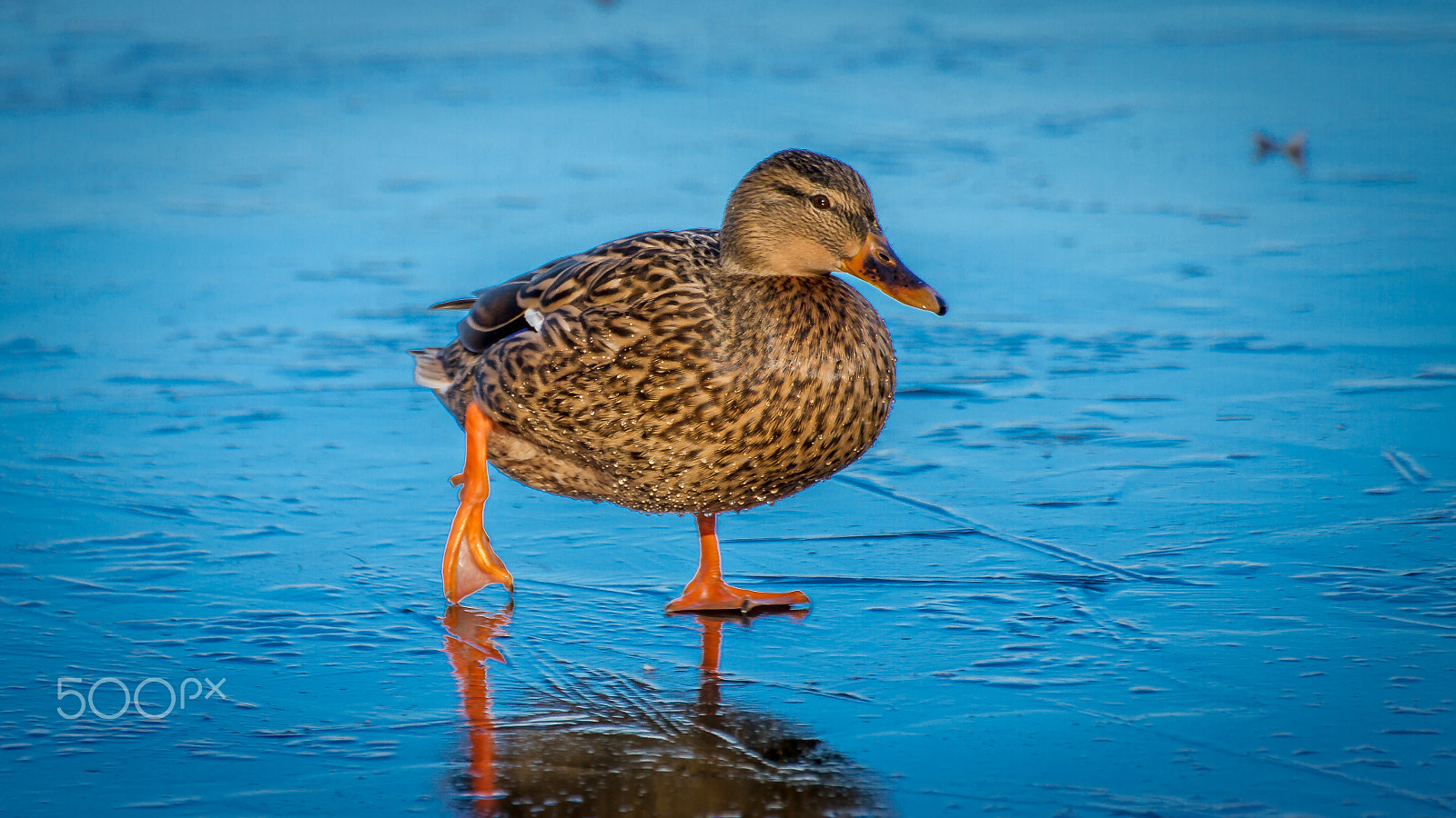 Canon EOS 7D sample photo. Bolero duck photography