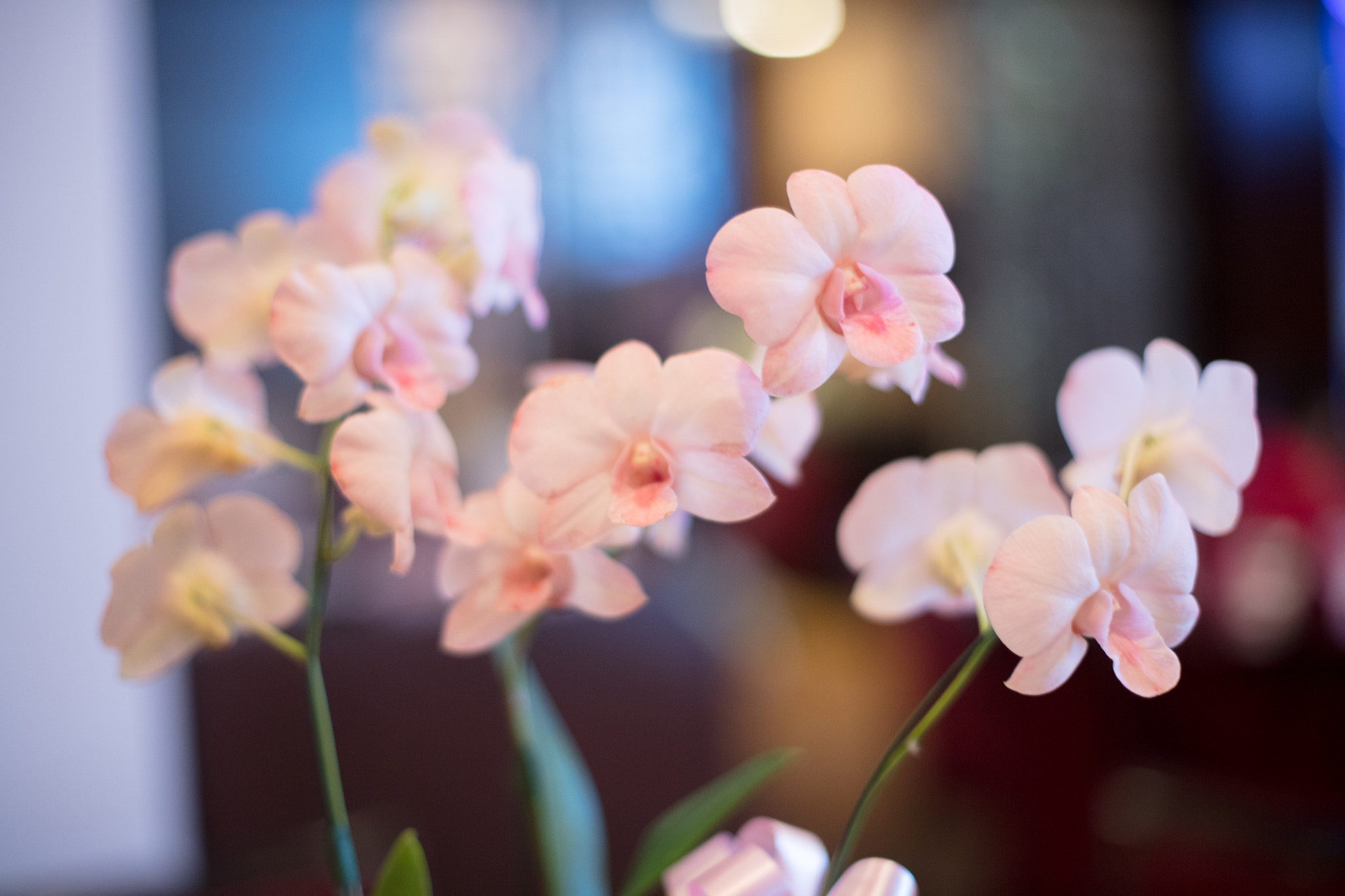 Canon EOS 5DS R sample photo. A photography
