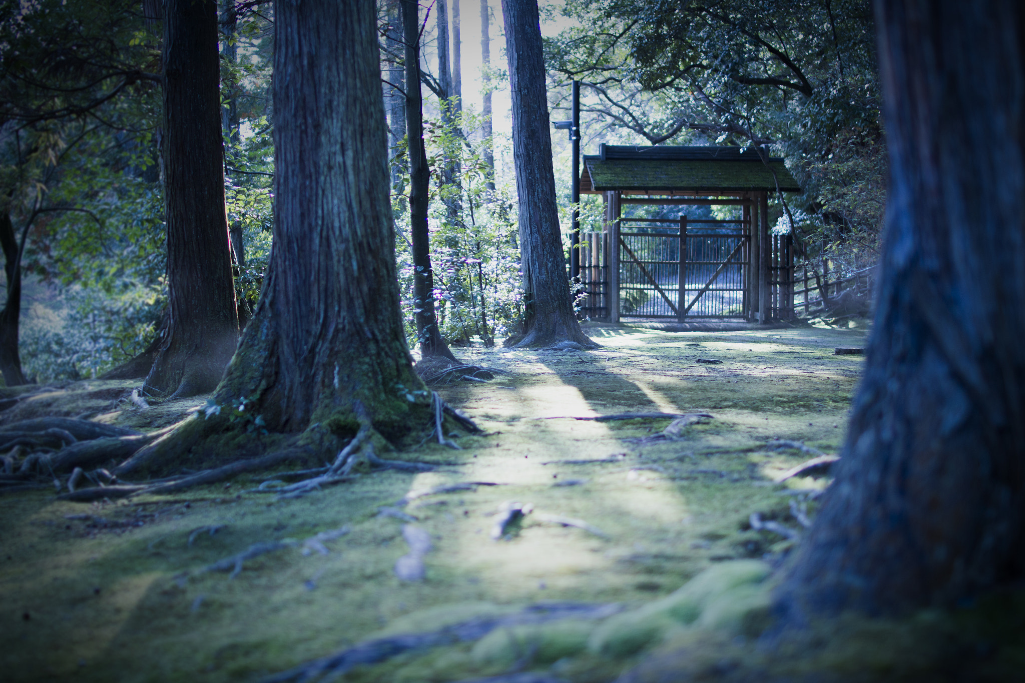Sigma 30mm F1.4 EX DC HSM sample photo. In the forest photography