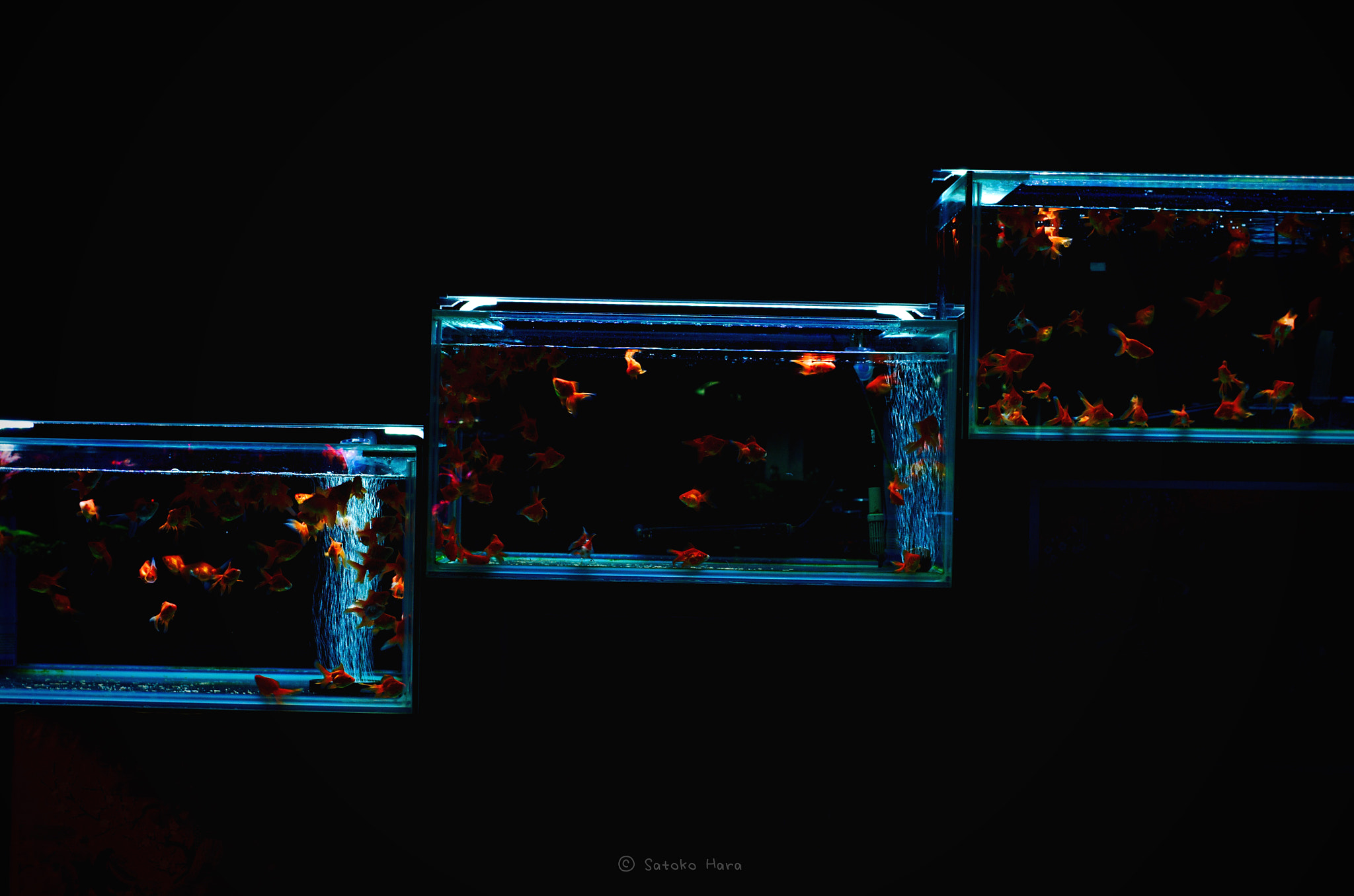 Pentax smc DA* 55mm F1.4 SDM sample photo. A fictional world photography