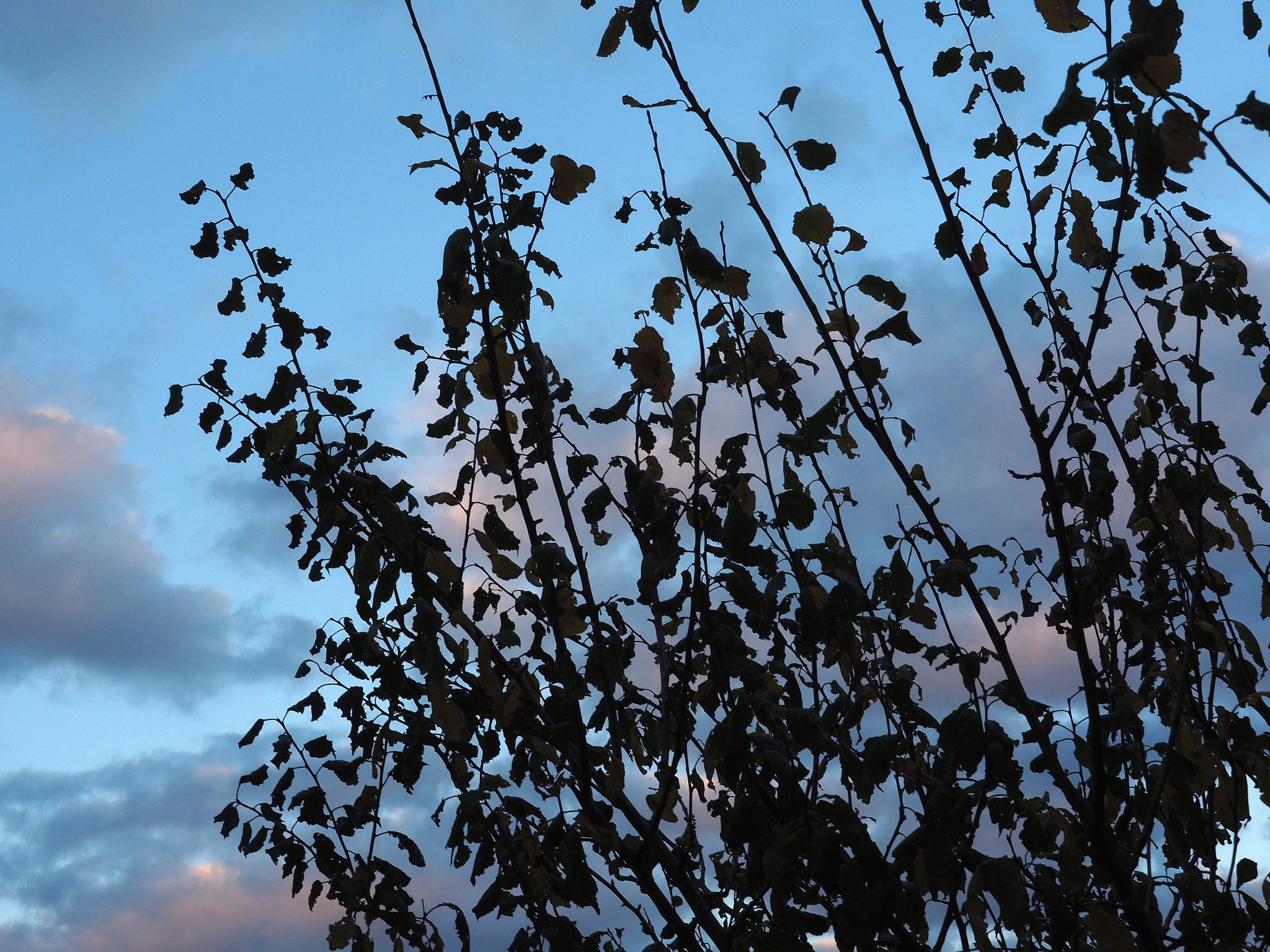 Olympus OM-D E-M5 II sample photo. Autumn is not always kind photography