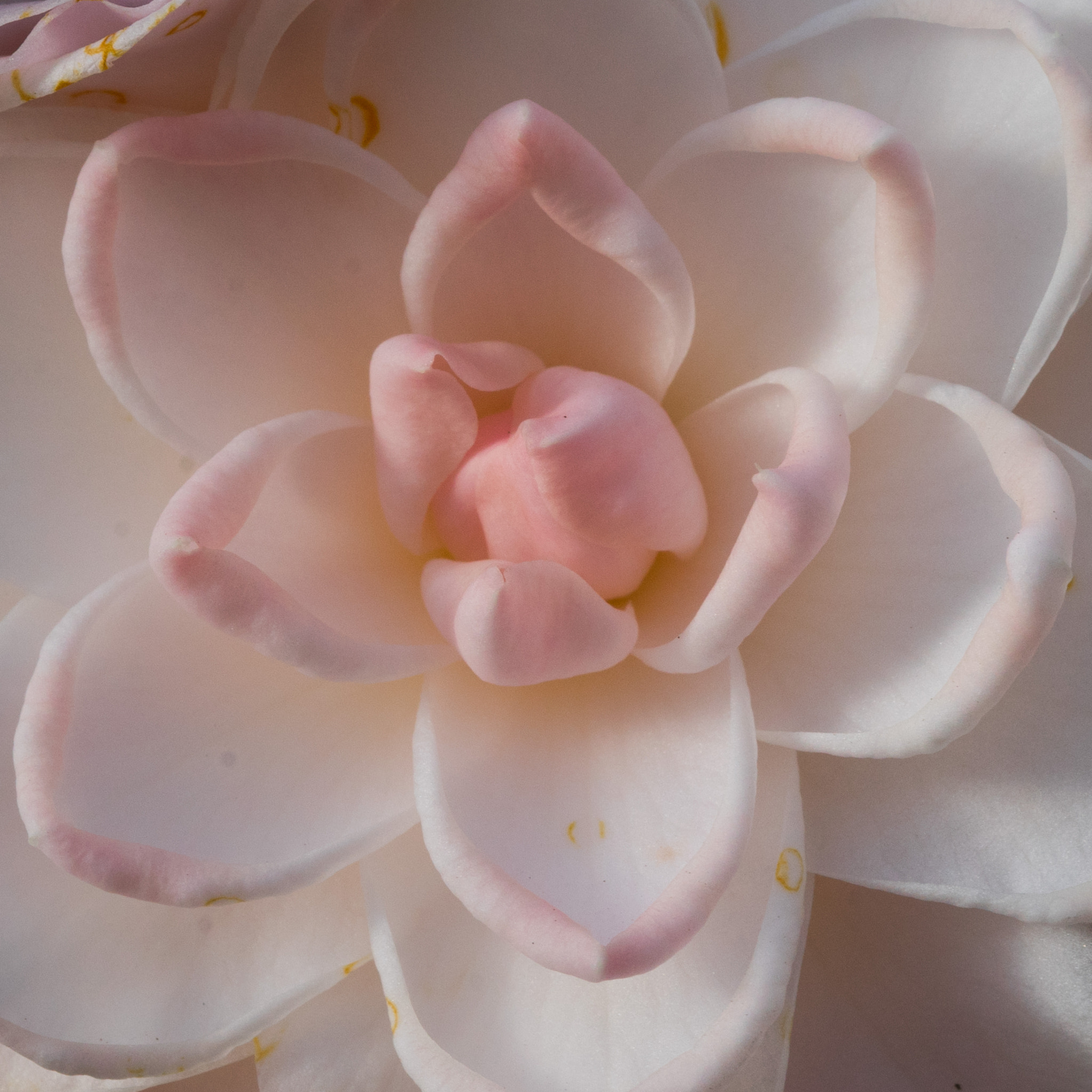 Sony a7 sample photo. Camellia #2 photography