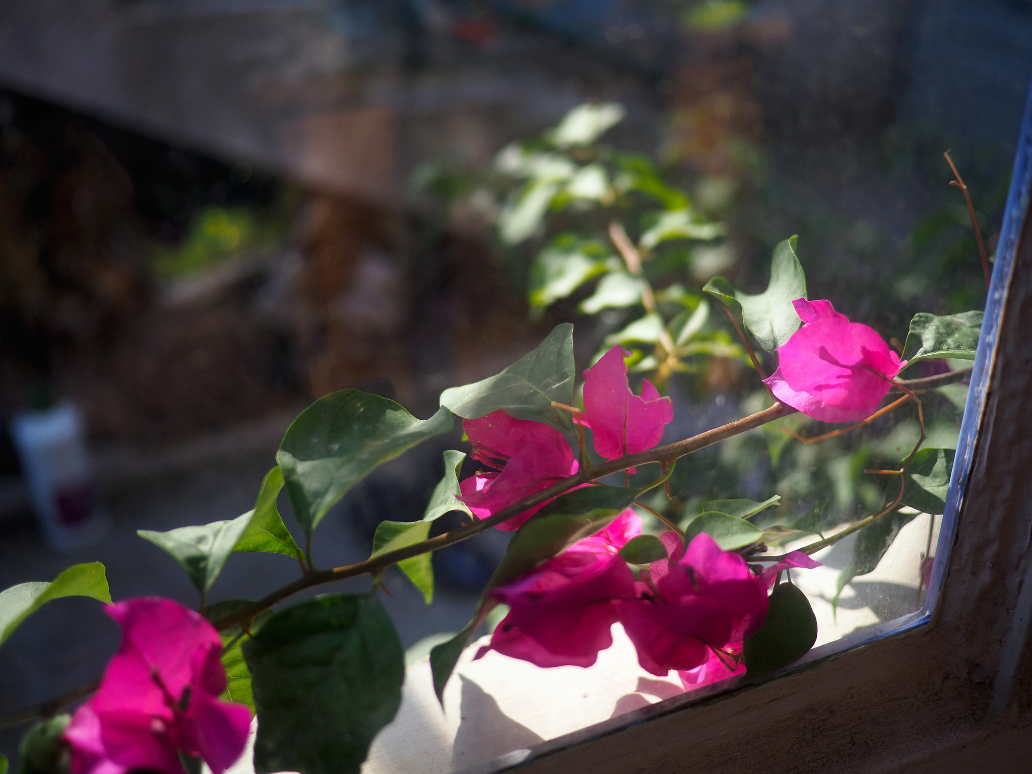 Olympus OM-D E-M5 II + Panasonic Lumix G 20mm F1.7 ASPH sample photo. Bougainvillea trying to get in photography