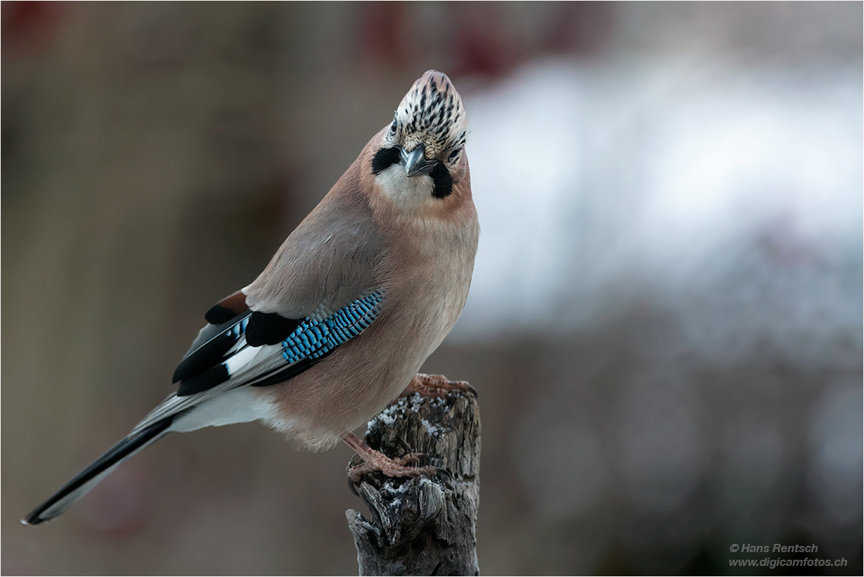 Nikon D5 sample photo. Schau nur..... photography
