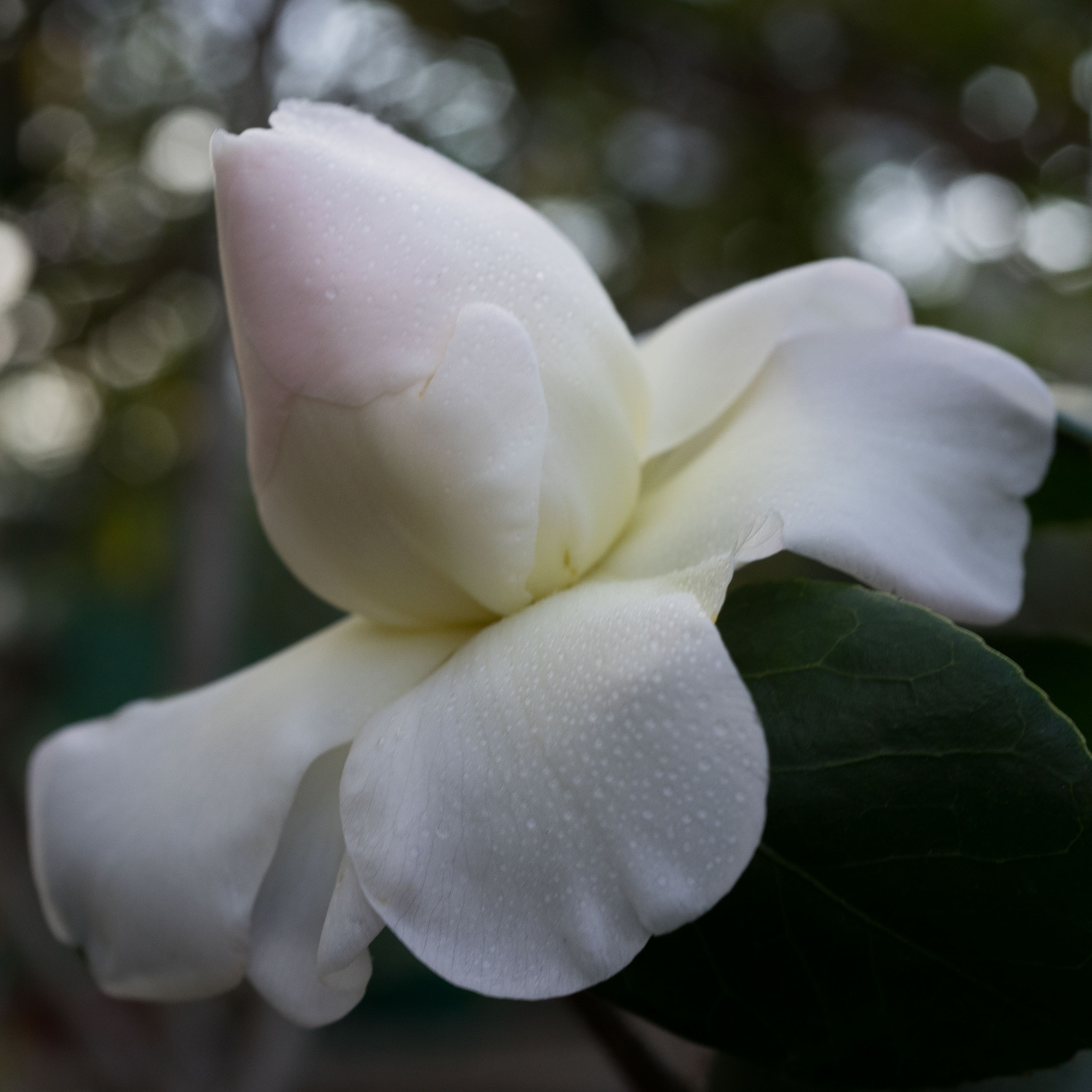 Sony a7 + Sony FE 50mm F2.8 Macro sample photo. Camellia #3 photography