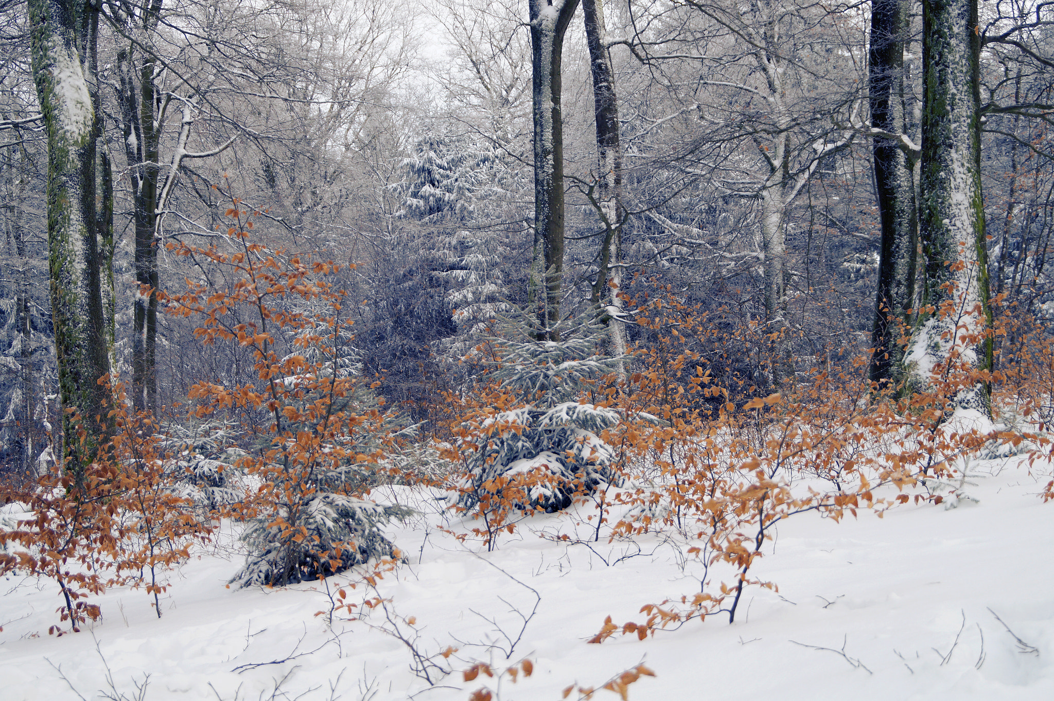 Sony DT 18-200mm F3.5-6.3 sample photo. Winterwald photography
