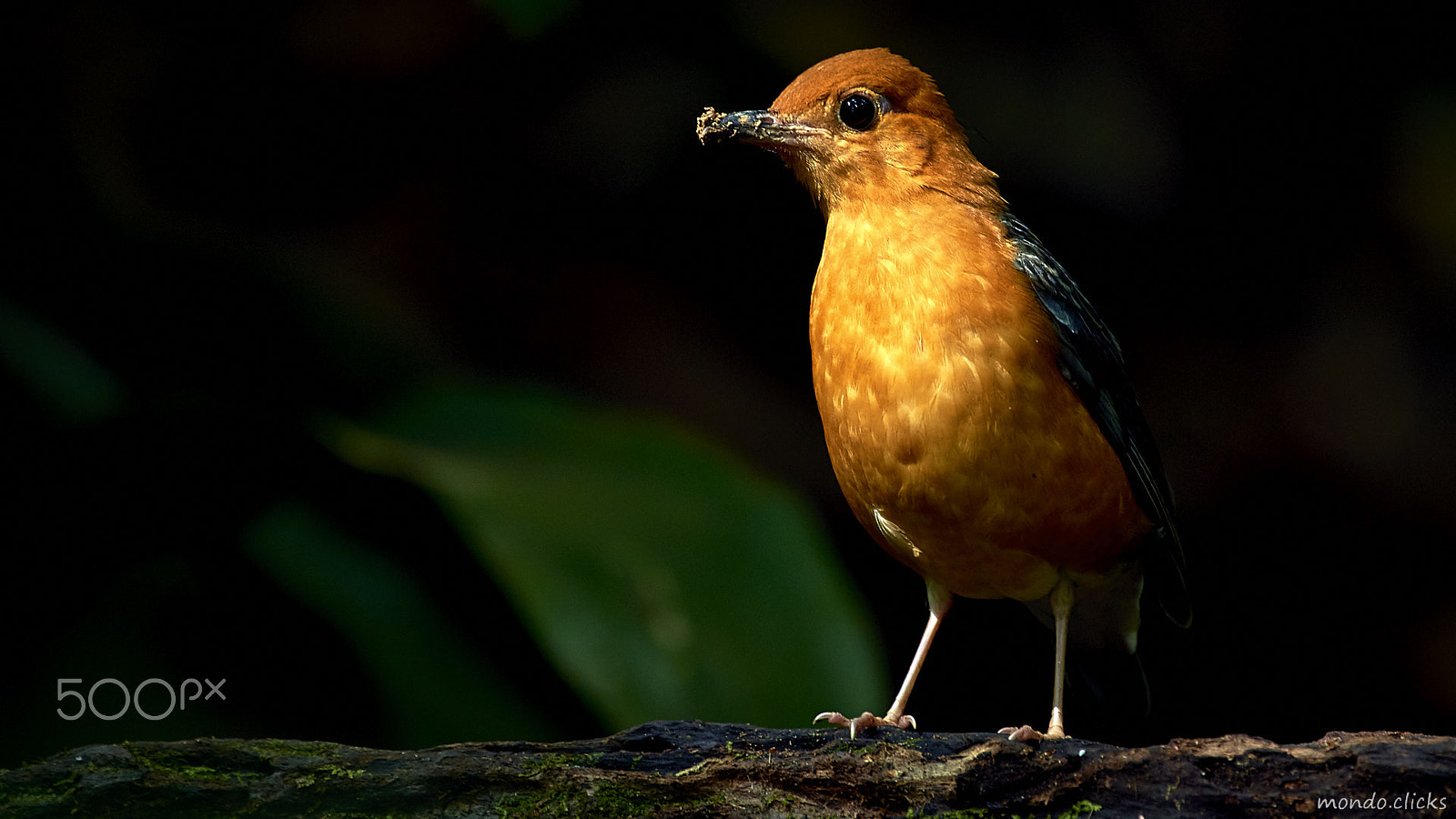 Nikon AF-S Nikkor 200-500mm F5.6E ED VR sample photo. Catwalk of orange-headed thrush photography