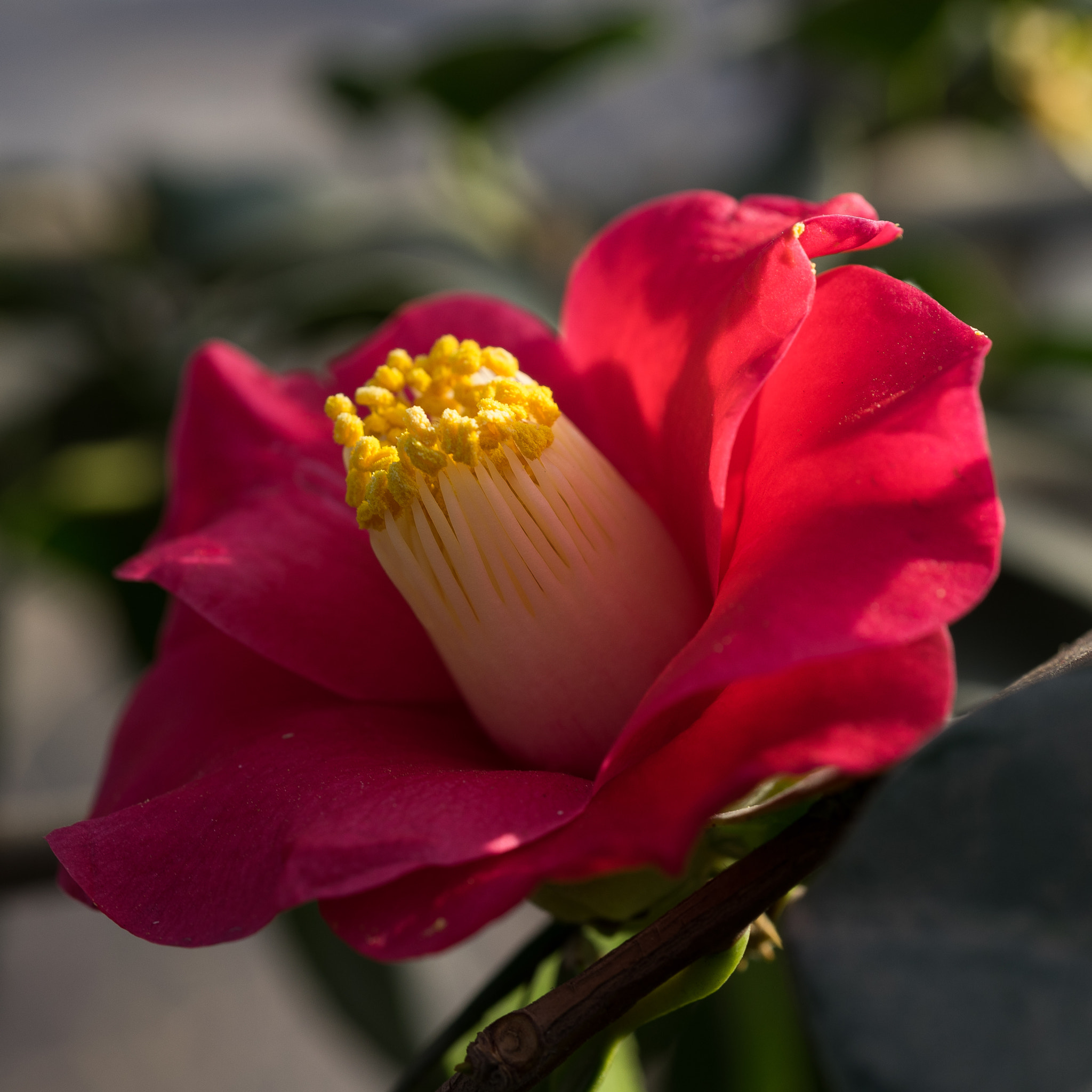 Sony a7 + Sony FE 50mm F2.8 Macro sample photo. Camellia #4 photography