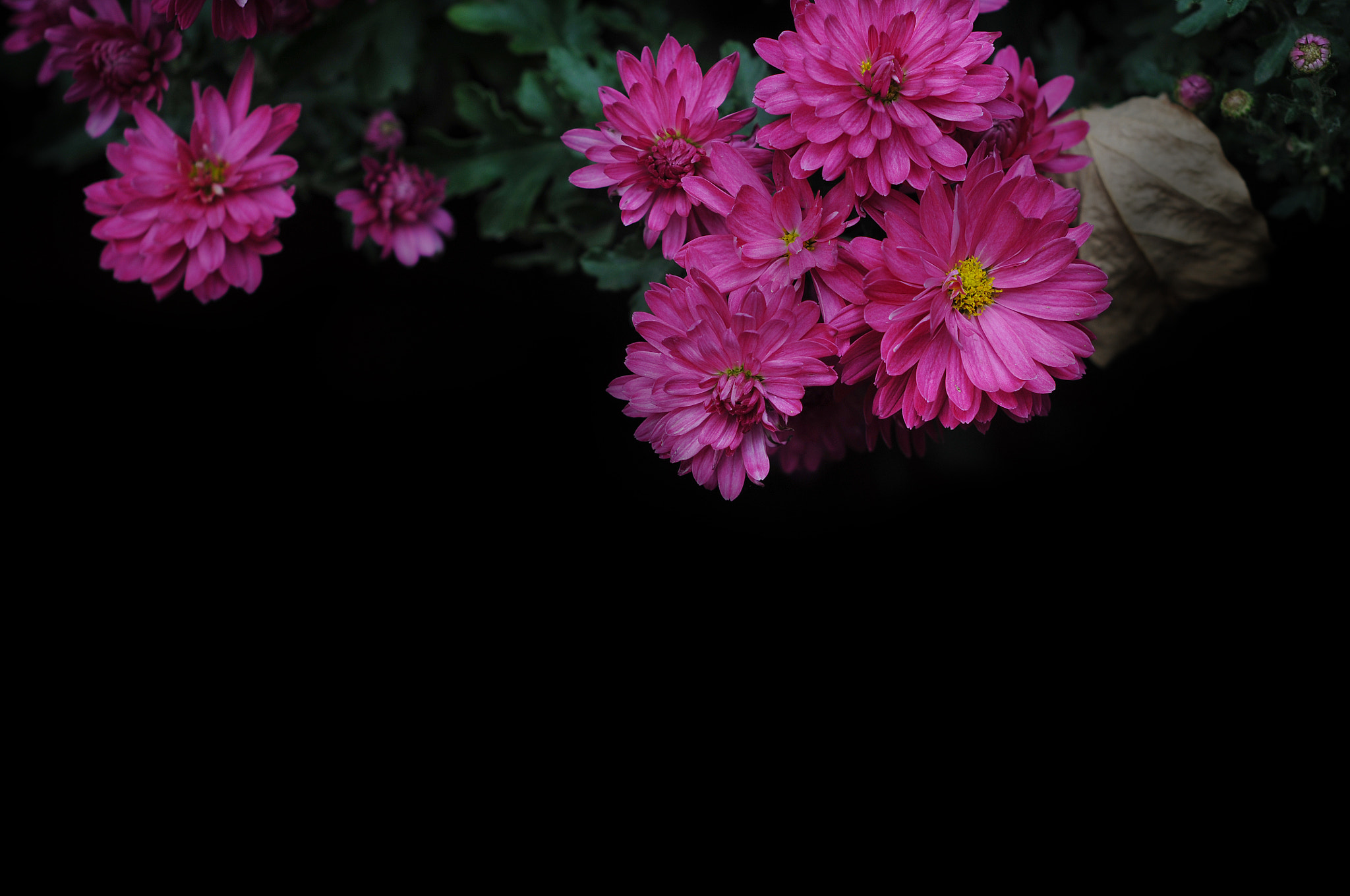 Nikon D300S + Nikon AF Nikkor 50mm F1.8D sample photo
